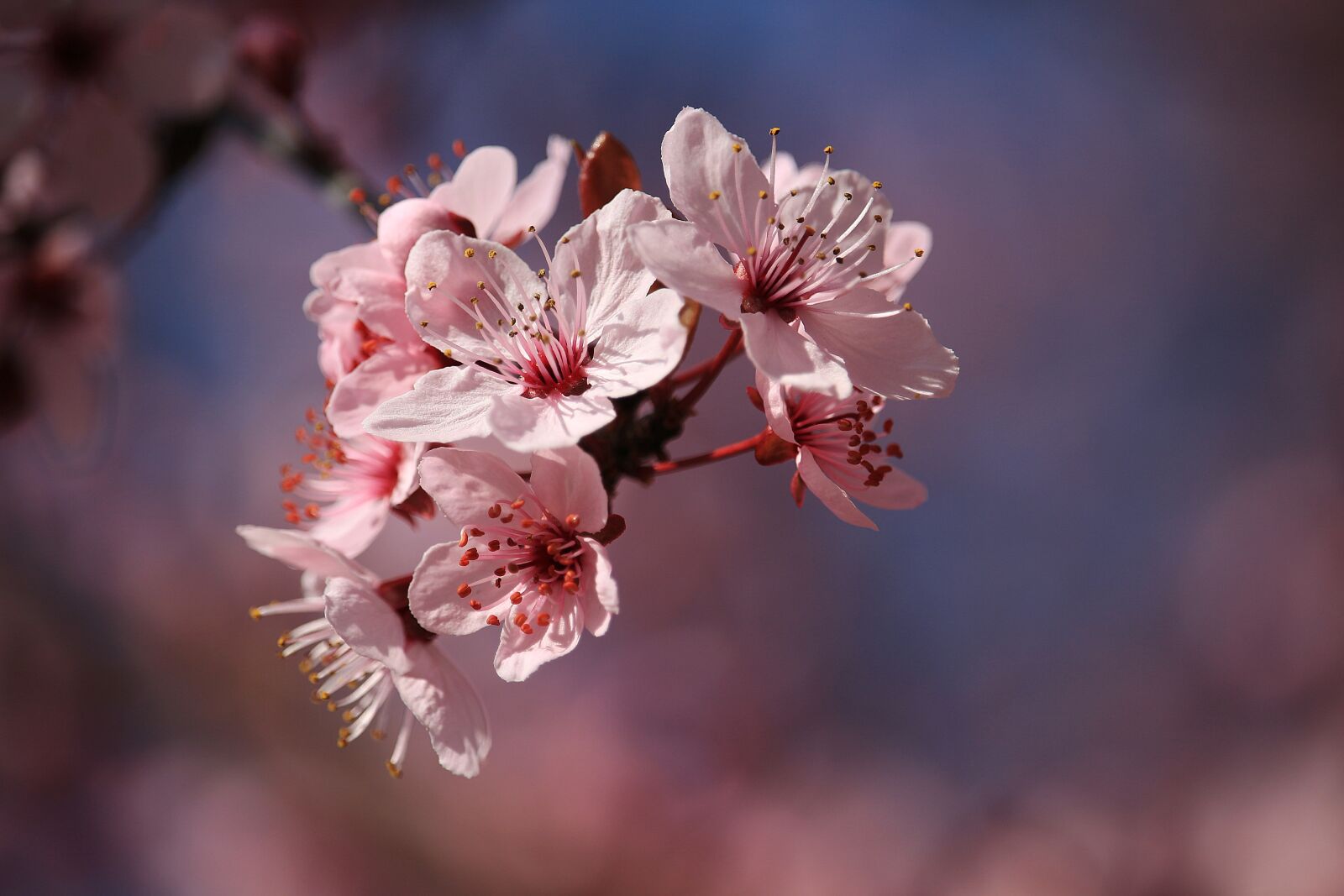 Canon EF-S 55-250mm F4-5.6 IS STM sample photo. Blossom, bloom, nature photography