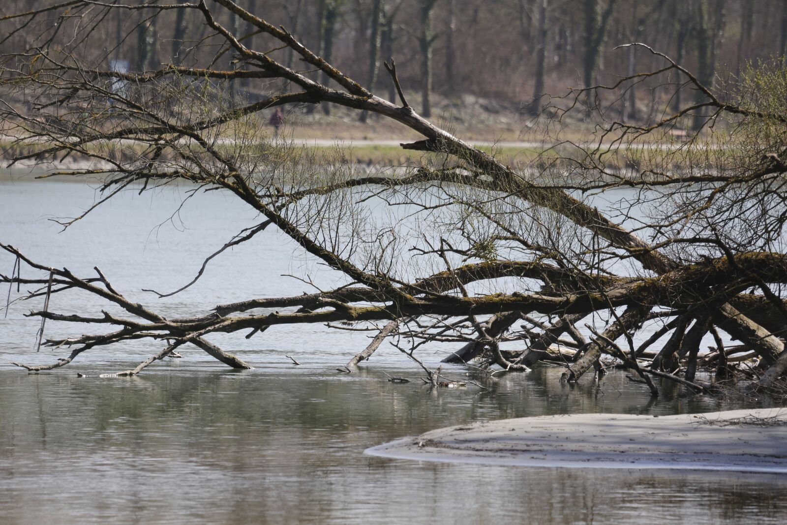 Canon EF 100-400mm F4.5-5.6L IS USM sample photo. Water, tree, altholz photography
