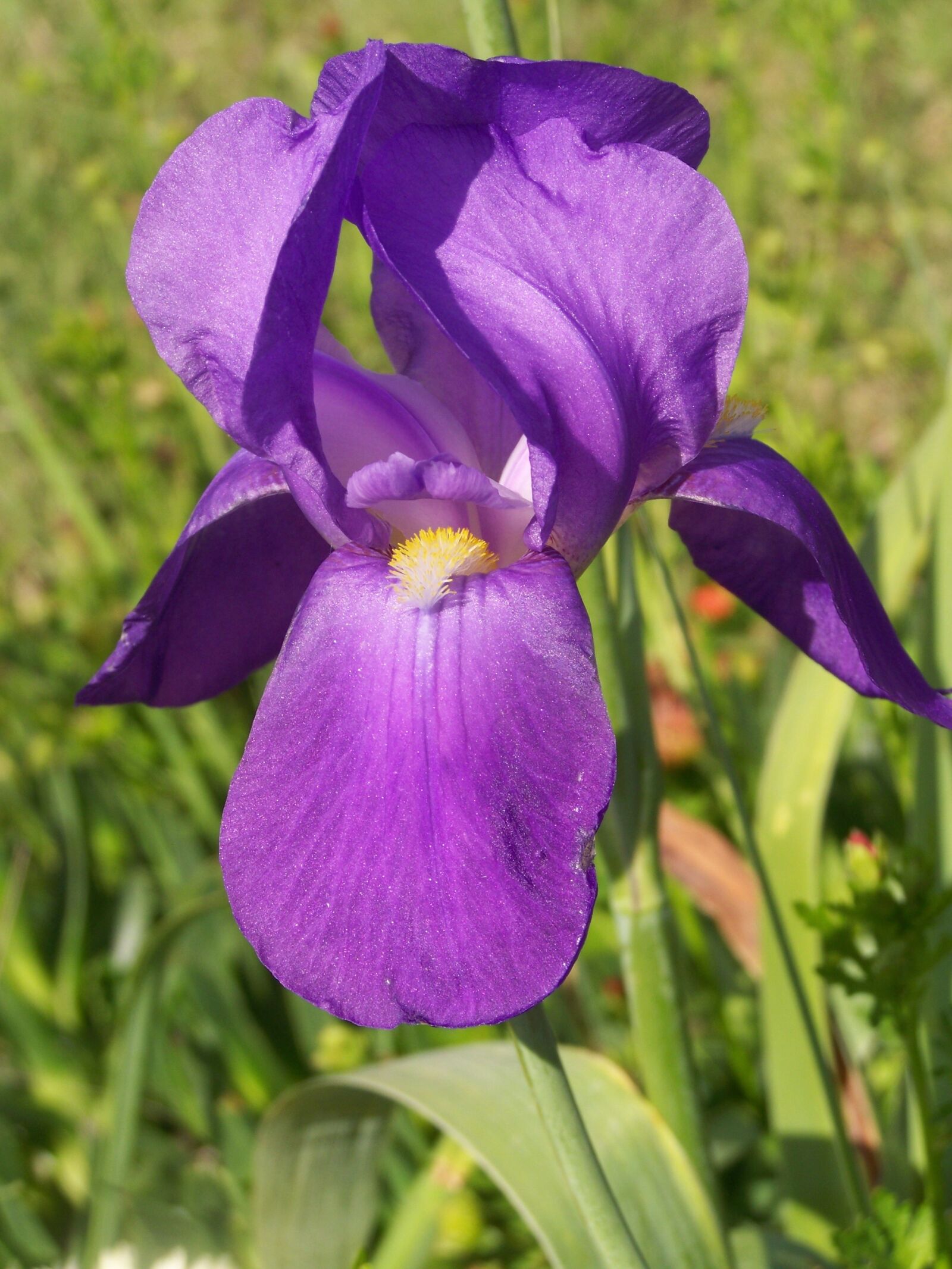 Kodak EASYSHARE ZD710 ZOOM DIGITAL CAMERA sample photo. Iris, bloom, purple photography