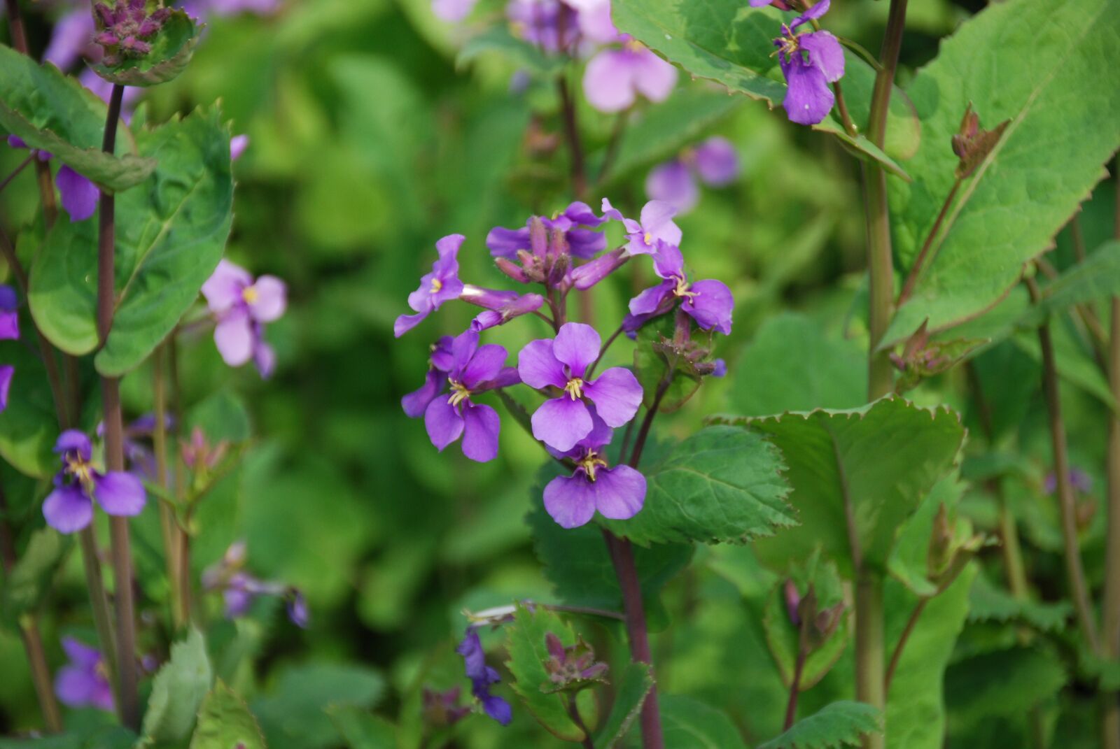 Nikon D40X sample photo. The scenery, flower, spring photography