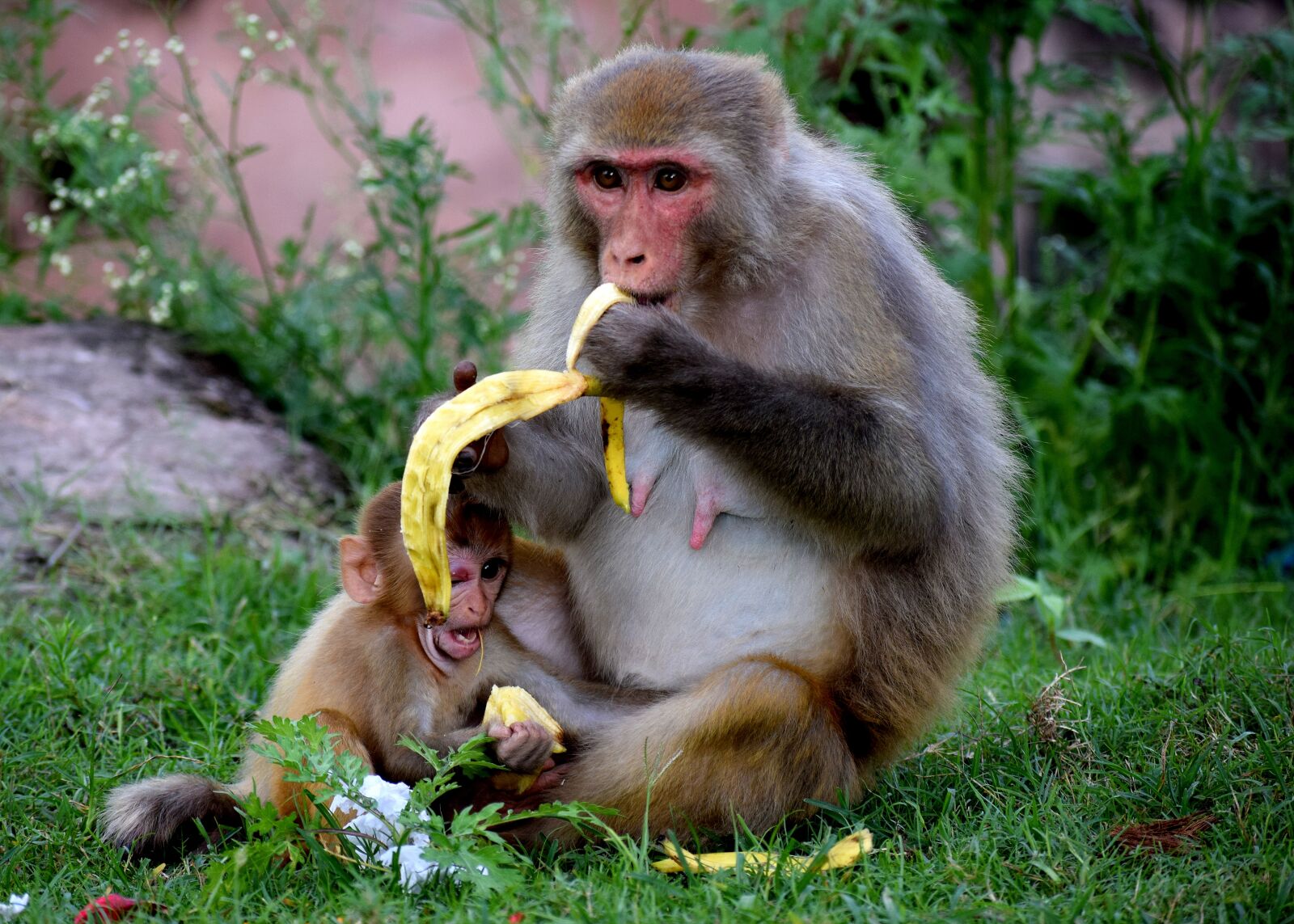 Nikon D3300 sample photo. Mother monkey, baby, motherhood photography