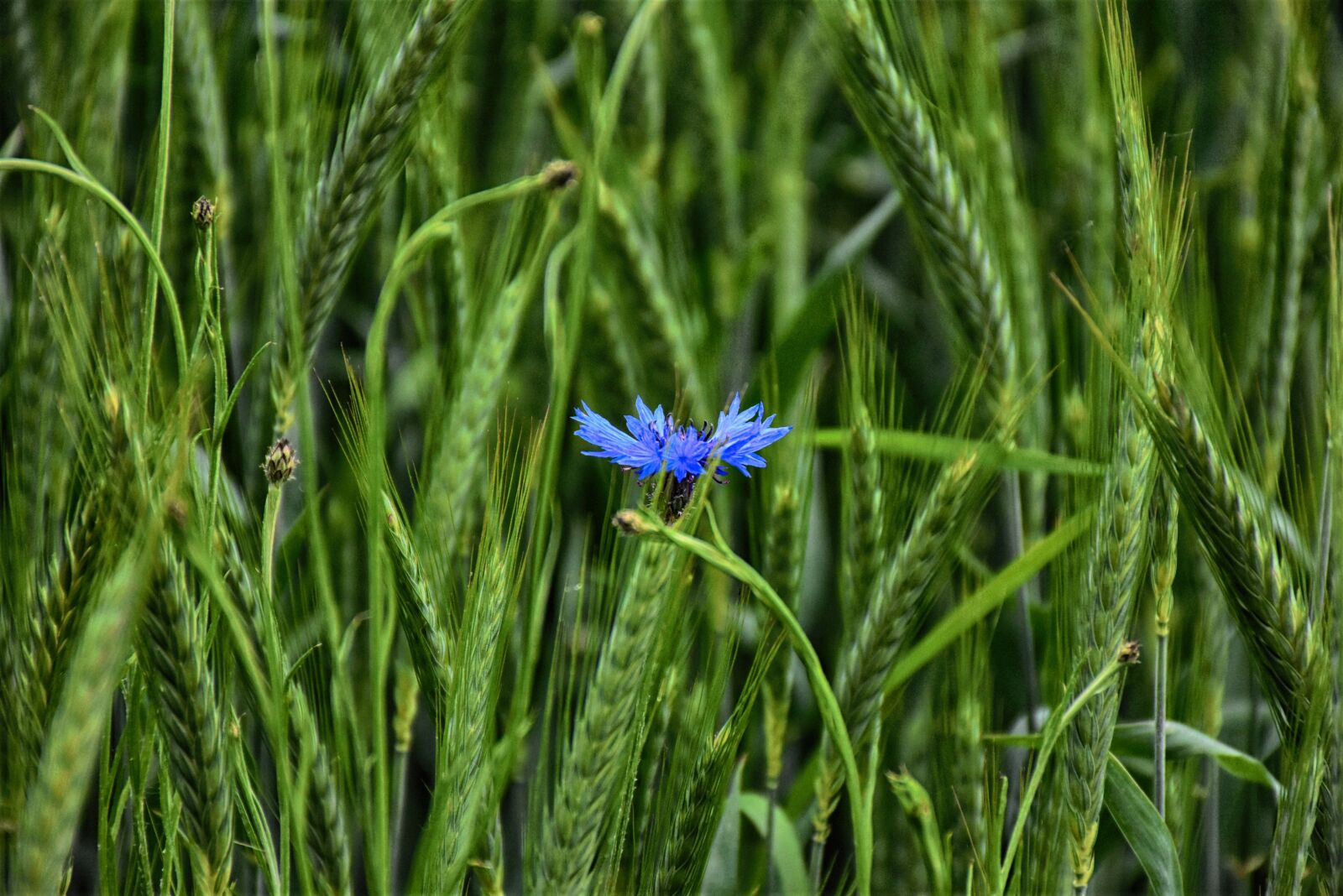 Nikon D7200 sample photo. Cereals, cornflower, cornfield photography