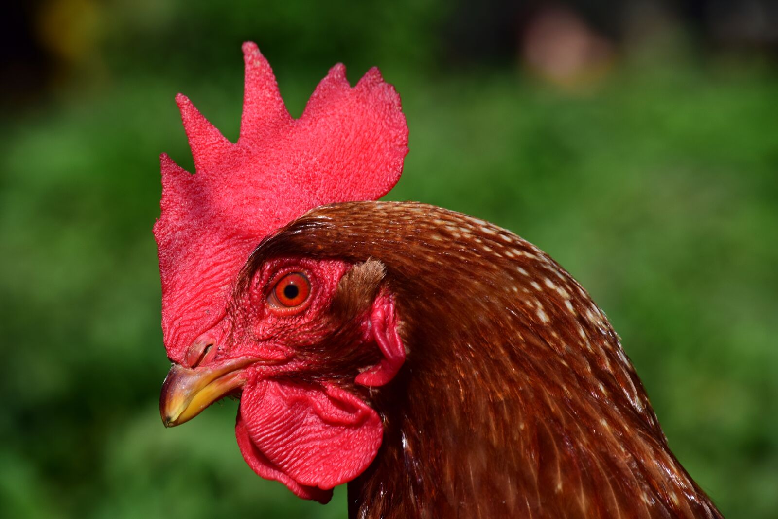 Nikon D3300 sample photo. Hahn, gockel, poultry photography