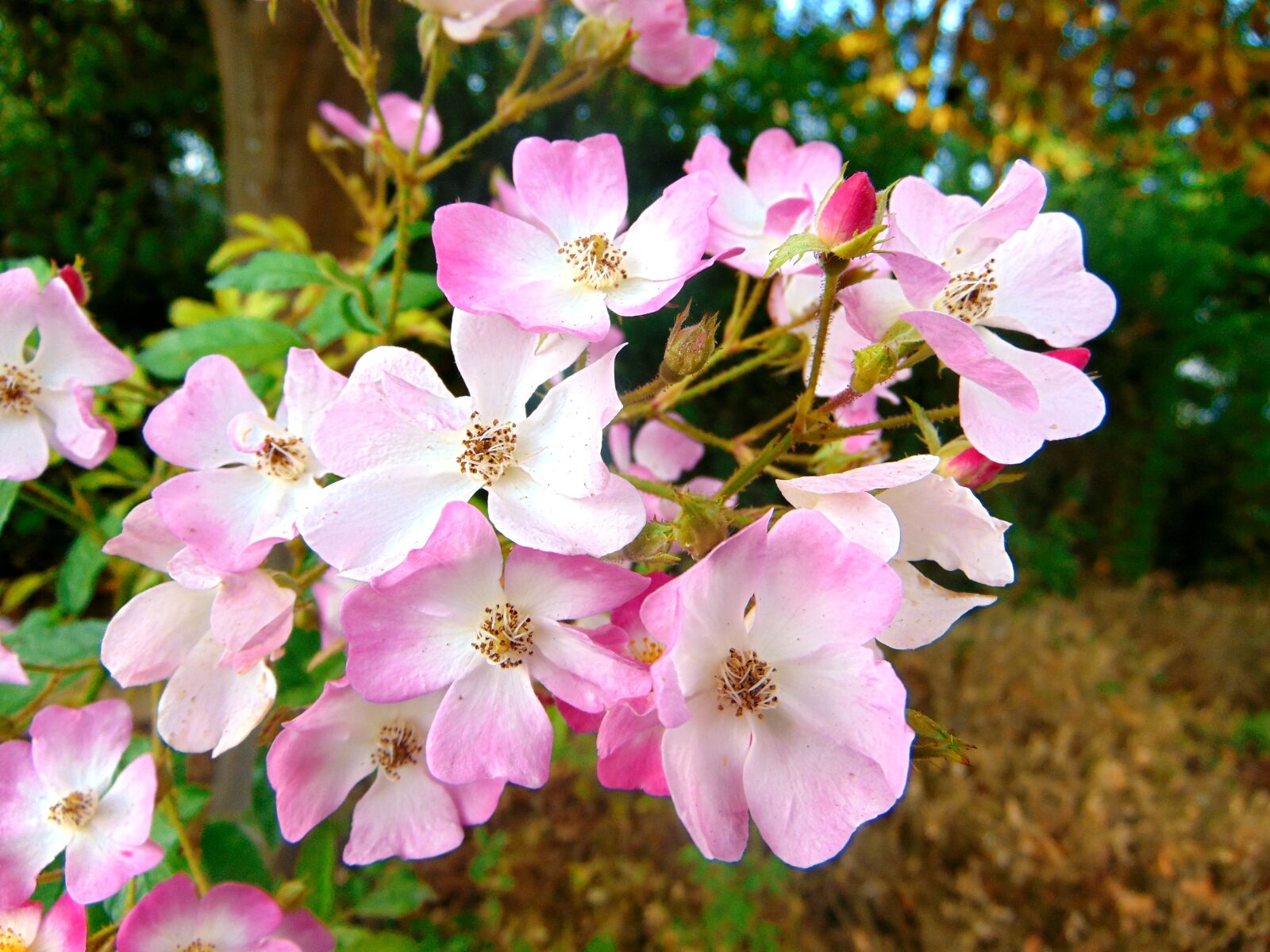 Sony Cyber-shot DSC-H300 sample photo. Flower, forest, nature photography