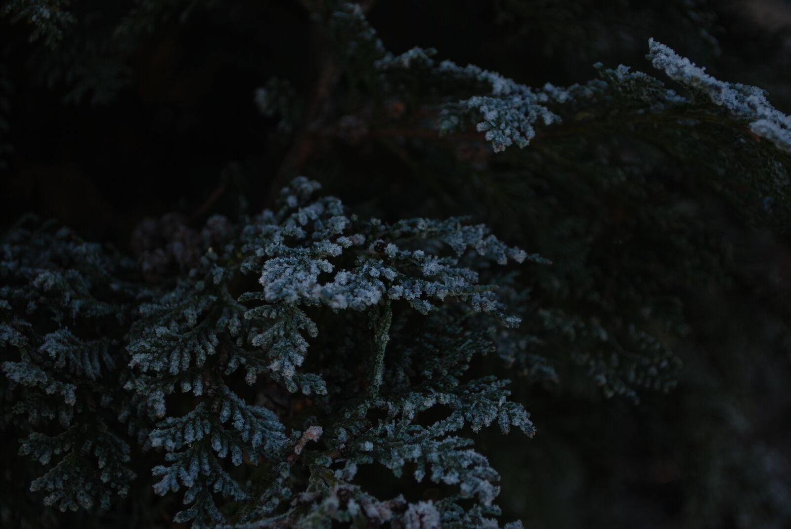 Nikon D60 sample photo. Blue, cold, conifer, dark photography