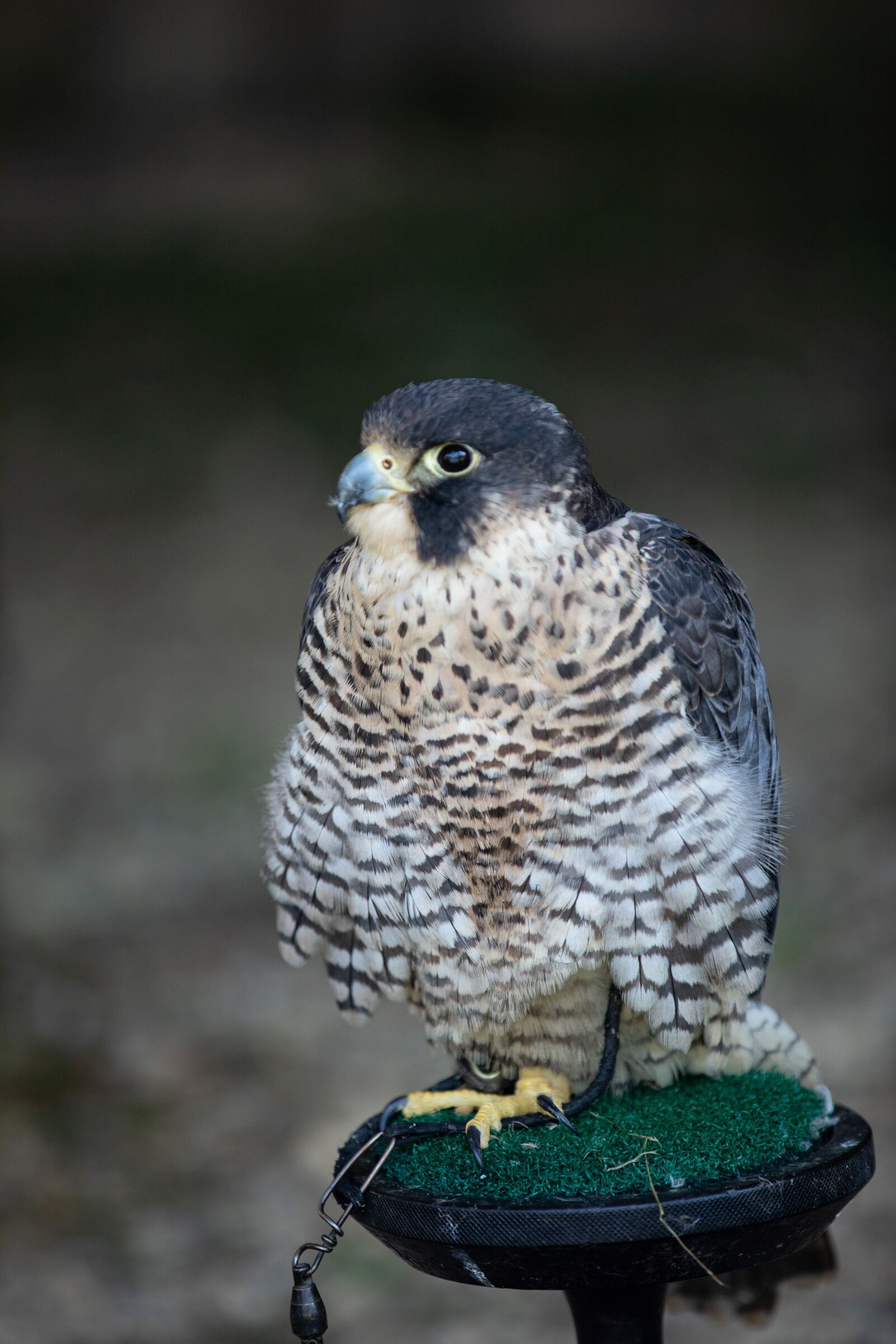 Canon EOS 5D Mark IV sample photo. Bird, predator, plummage photography