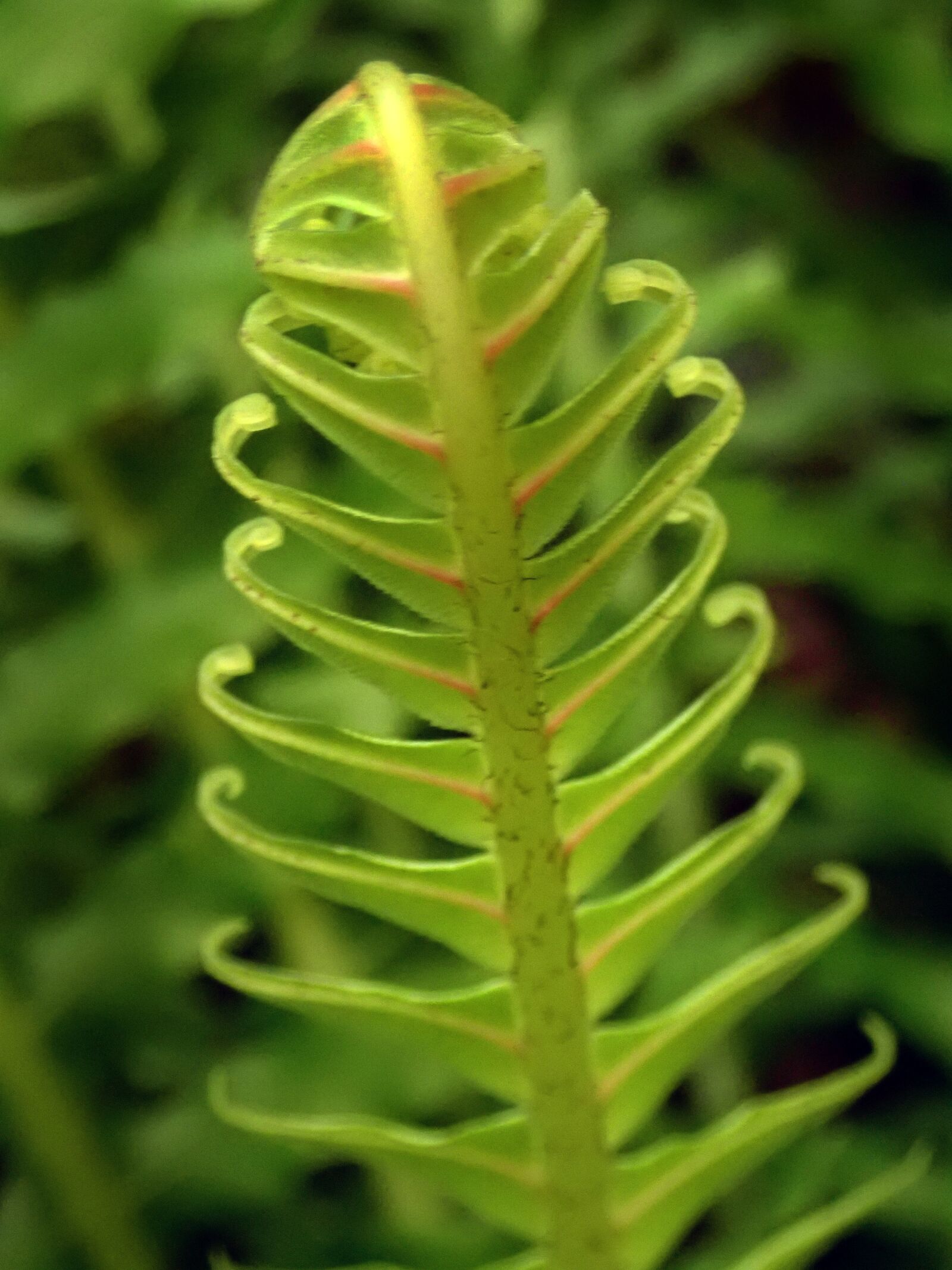 Olympus TG-5 sample photo. Fern, leaf, frond photography