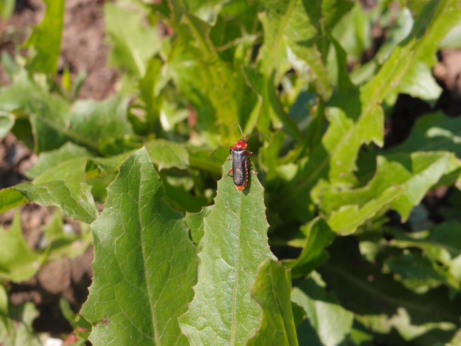 Olympus XZ-1 sample photo. Insects, grass, nature photography