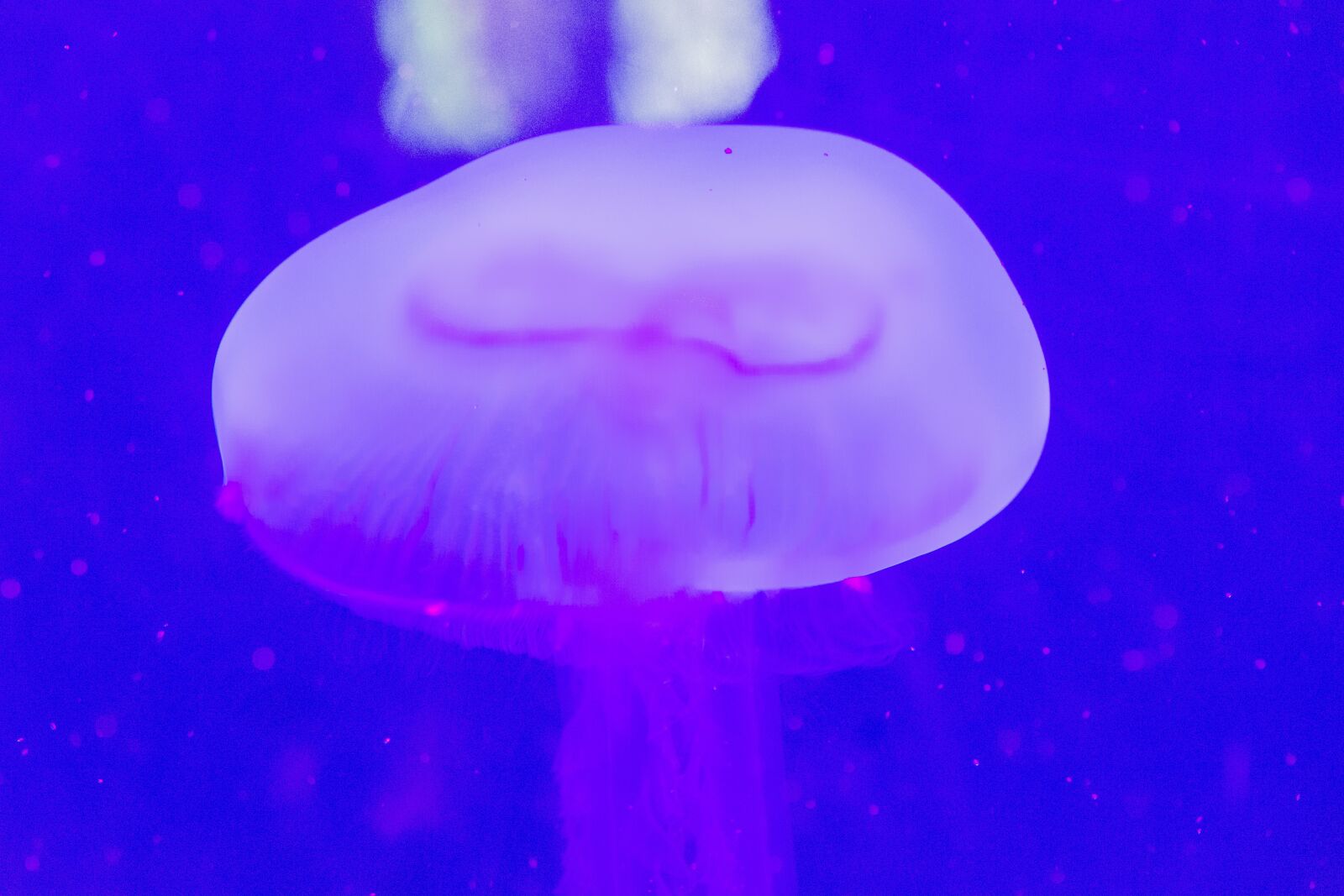 Nikon D7100 sample photo. Sea, jellyfish, aquarium photography