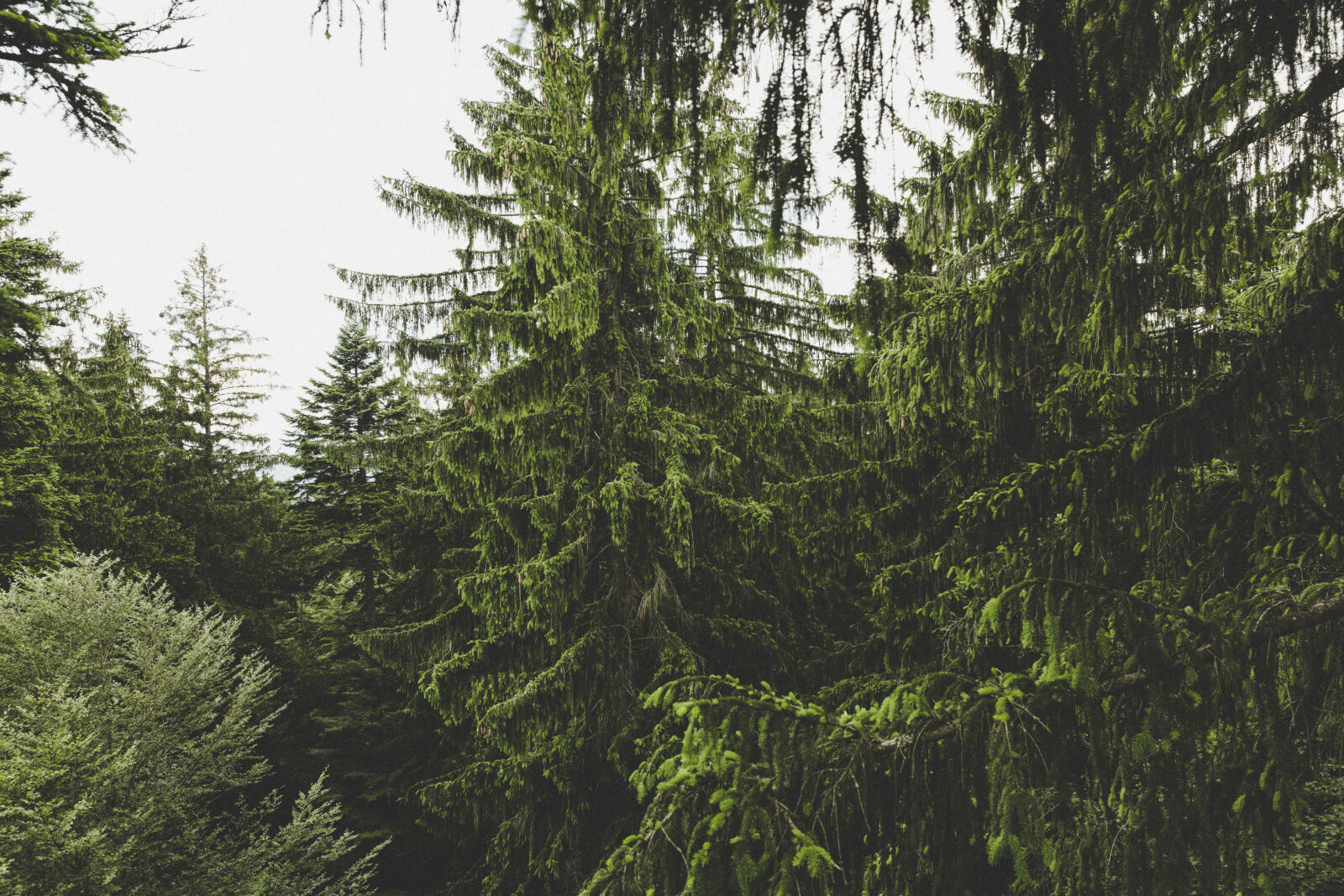 Canon EF 24-70mm F2.8L II USM sample photo. Nature, forest, trees, plants photography