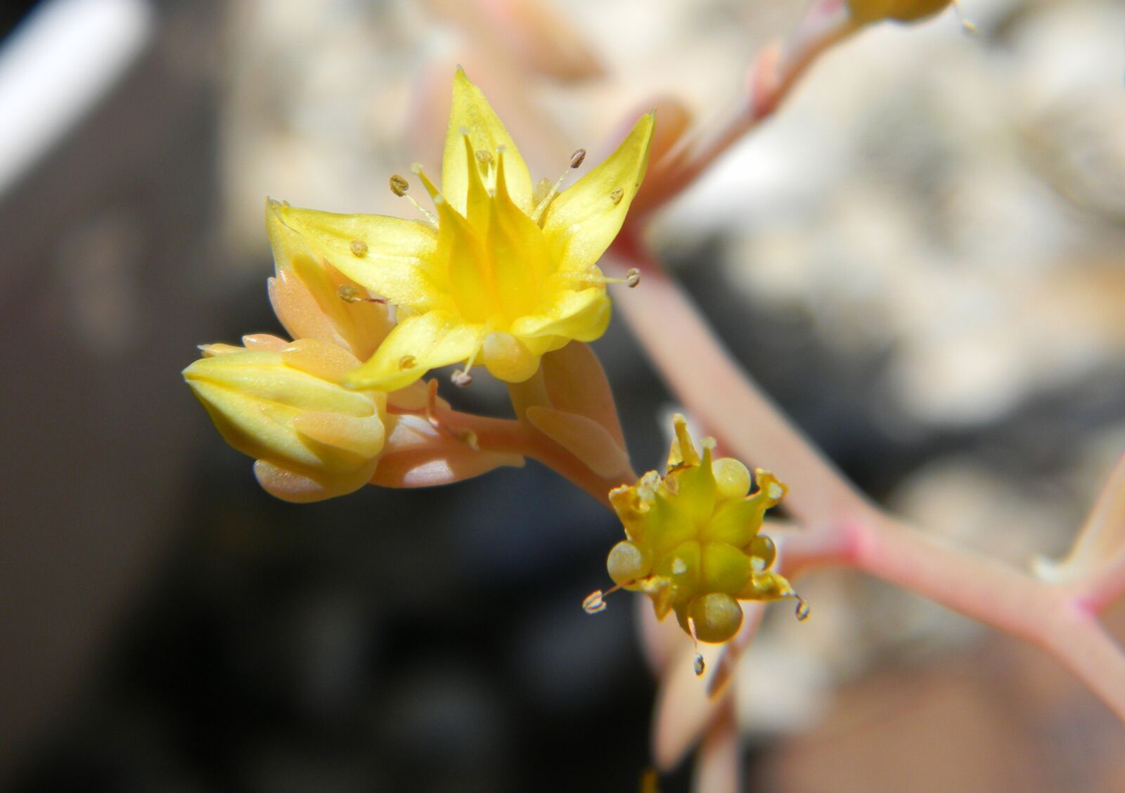 Nikon Coolpix L110 sample photo. Succulent, succulent flower, flower photography