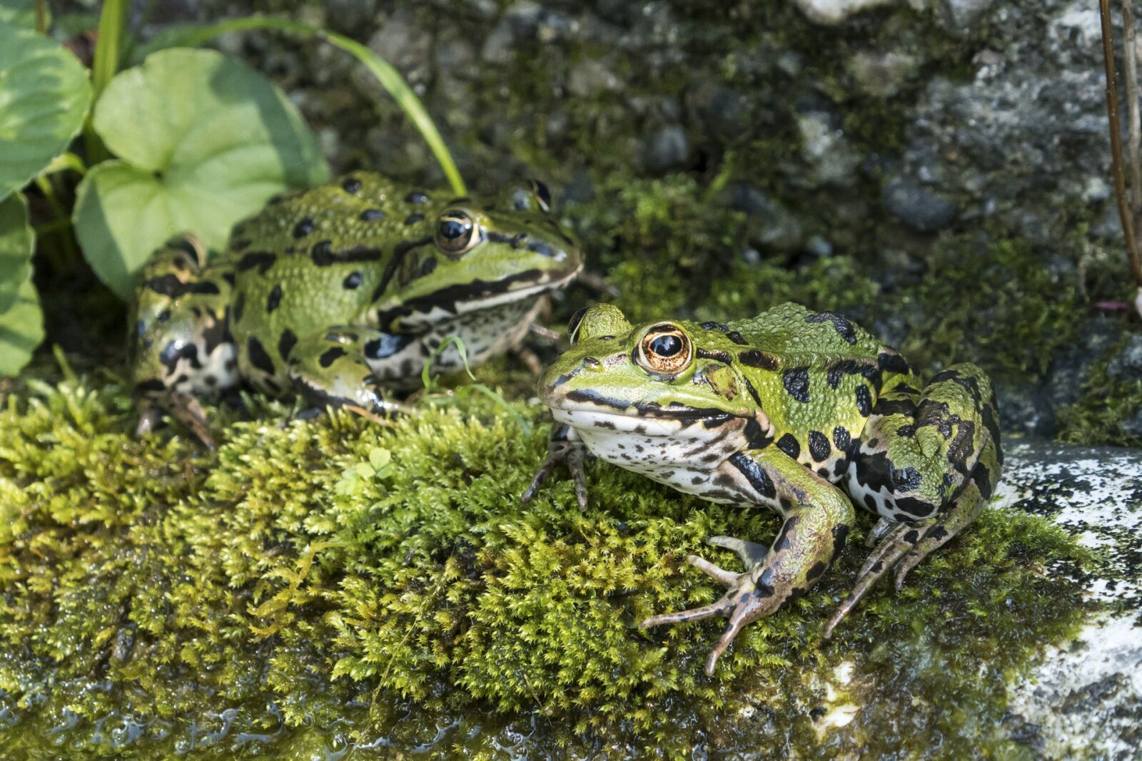 Panasonic DMC-TZ101 sample photo. Frogs, water frog, green photography