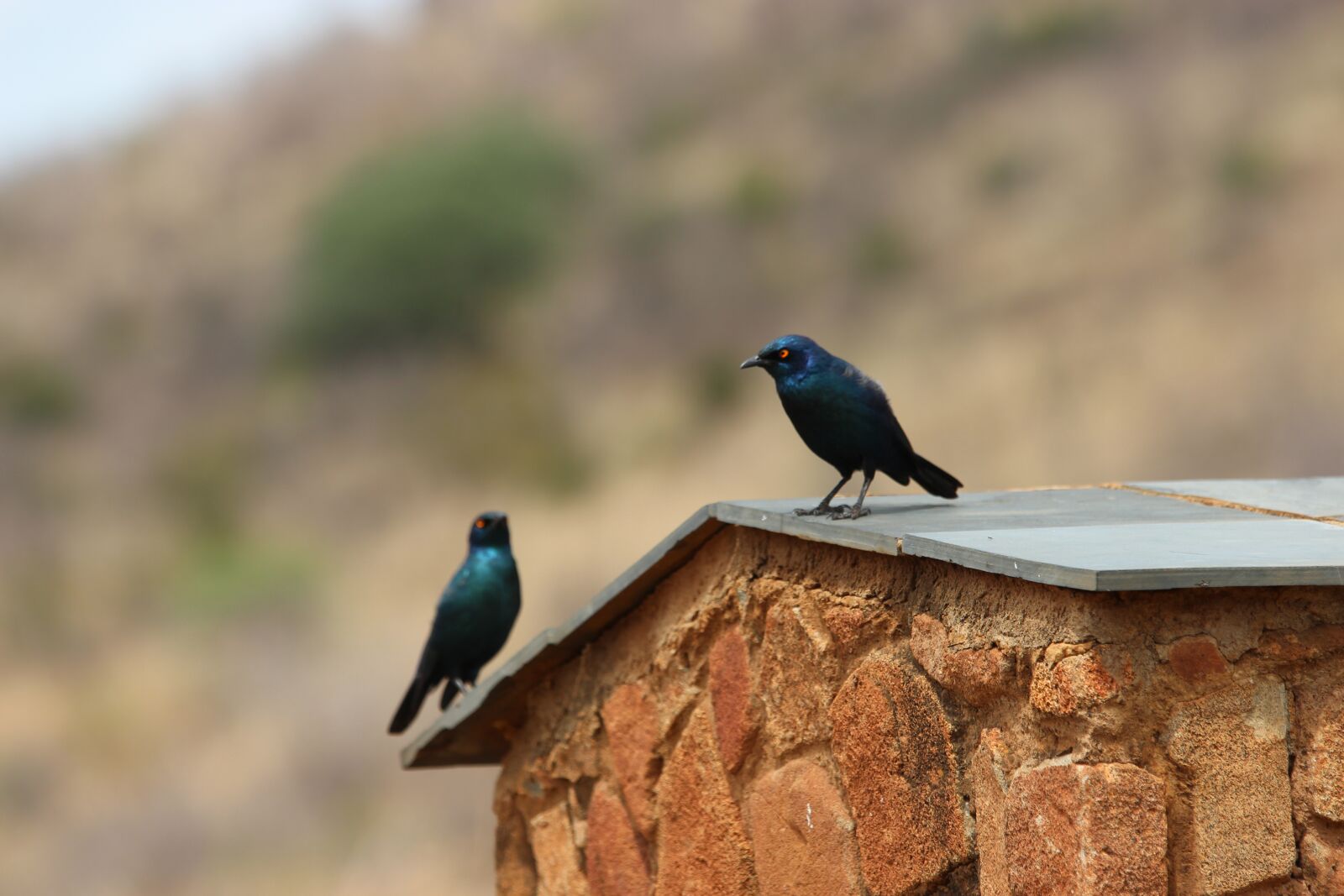 Canon EOS 600D (Rebel EOS T3i / EOS Kiss X5) sample photo. South africa, pilanesberg, national photography