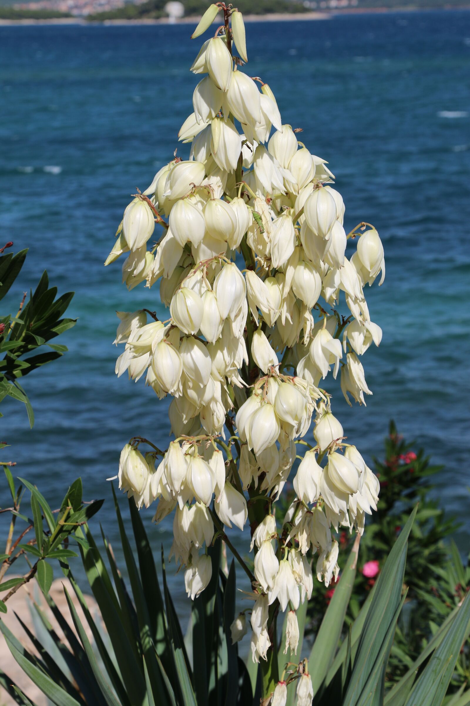 Canon EOS 70D + Canon EF 24-105mm F4L IS USM sample photo. Flower, white, bloom photography
