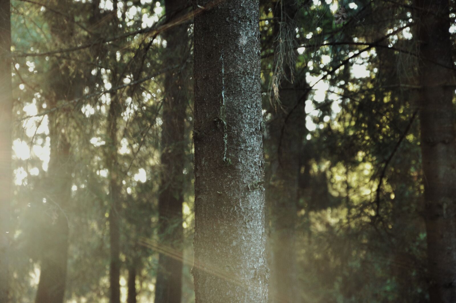Nikon D3200 sample photo. Forest, sunlight, green photography