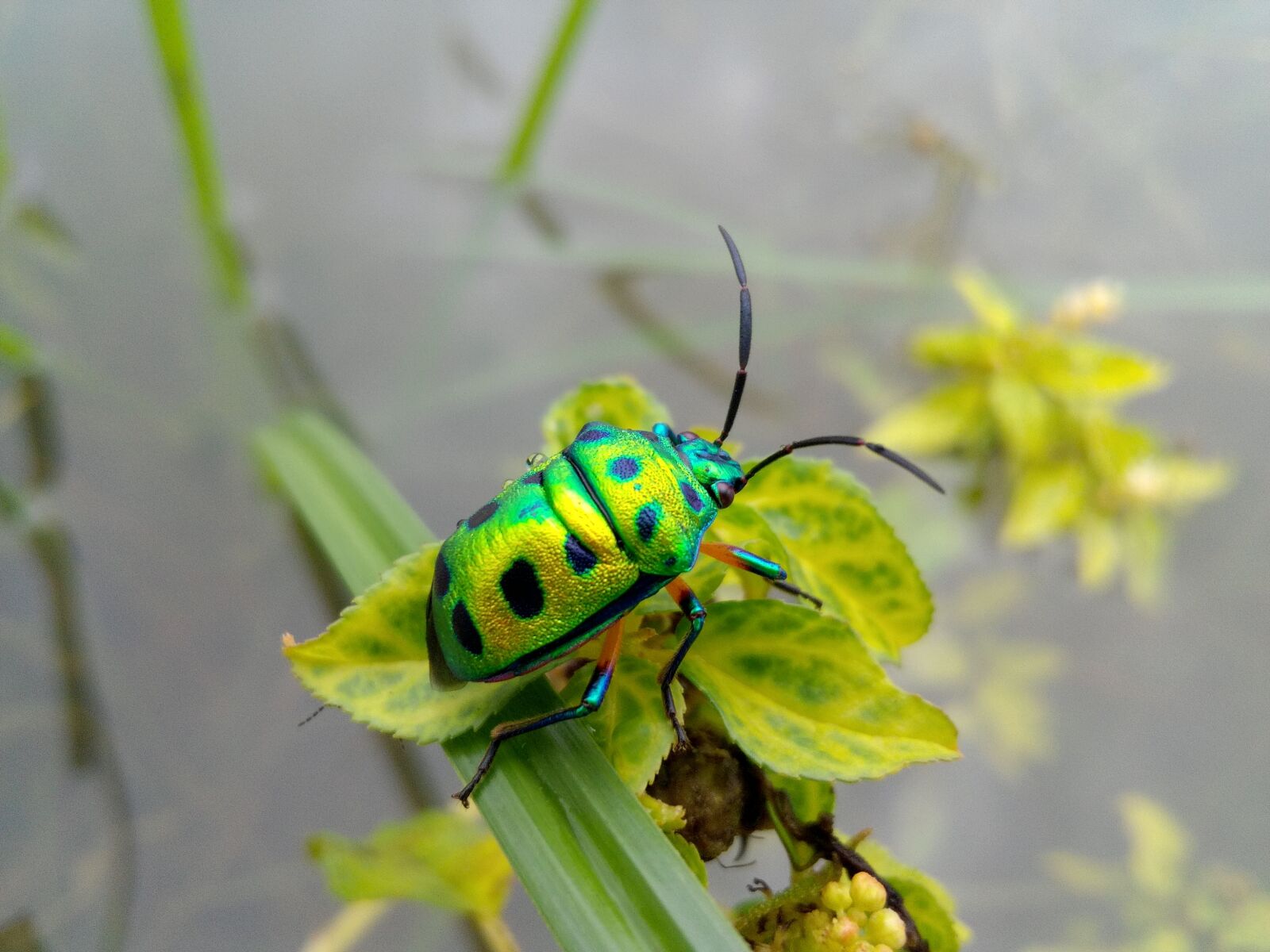 HUAWEI Y541-U02 sample photo. Nature, beetle, bug photography