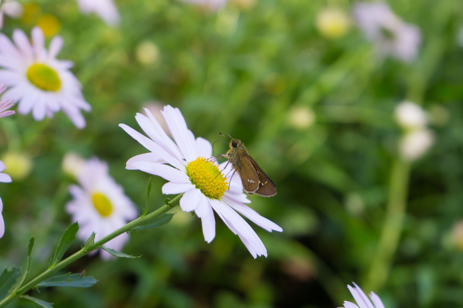Sony a6000 sample photo. Butterfly, flowers, nature photography