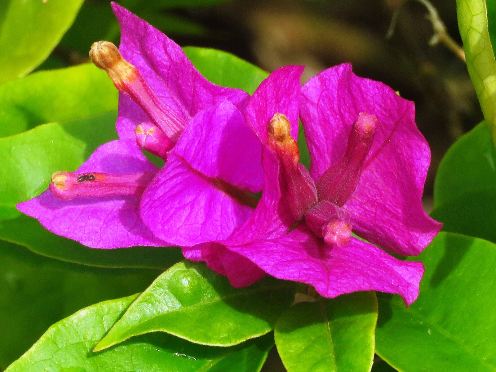 Canon PowerShot SX60 HS sample photo. Flower, close up, nature photography