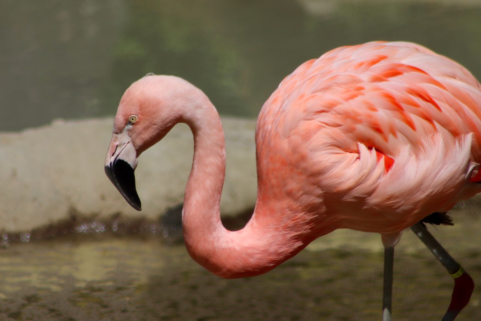 Canon EF75-300mm f/4-5.6 sample photo. Flamingo, zoo, feather photography