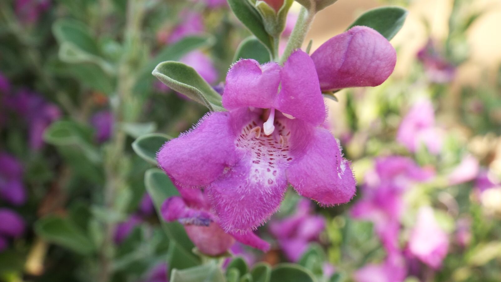 Fujifilm FinePix S9200 S9250 S9150 sample photo. Flower, flora, nature photography