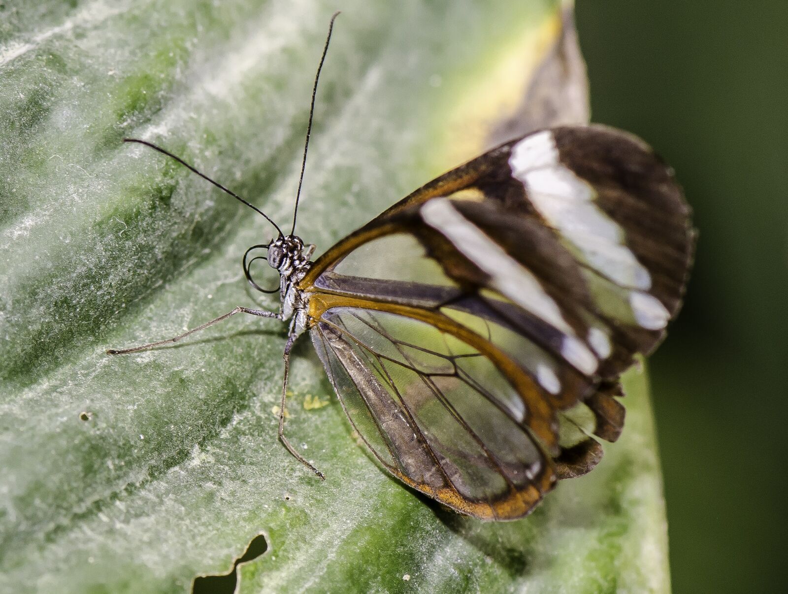 Nikon D7000 sample photo. Greta oto, glasswinged, butterfly photography