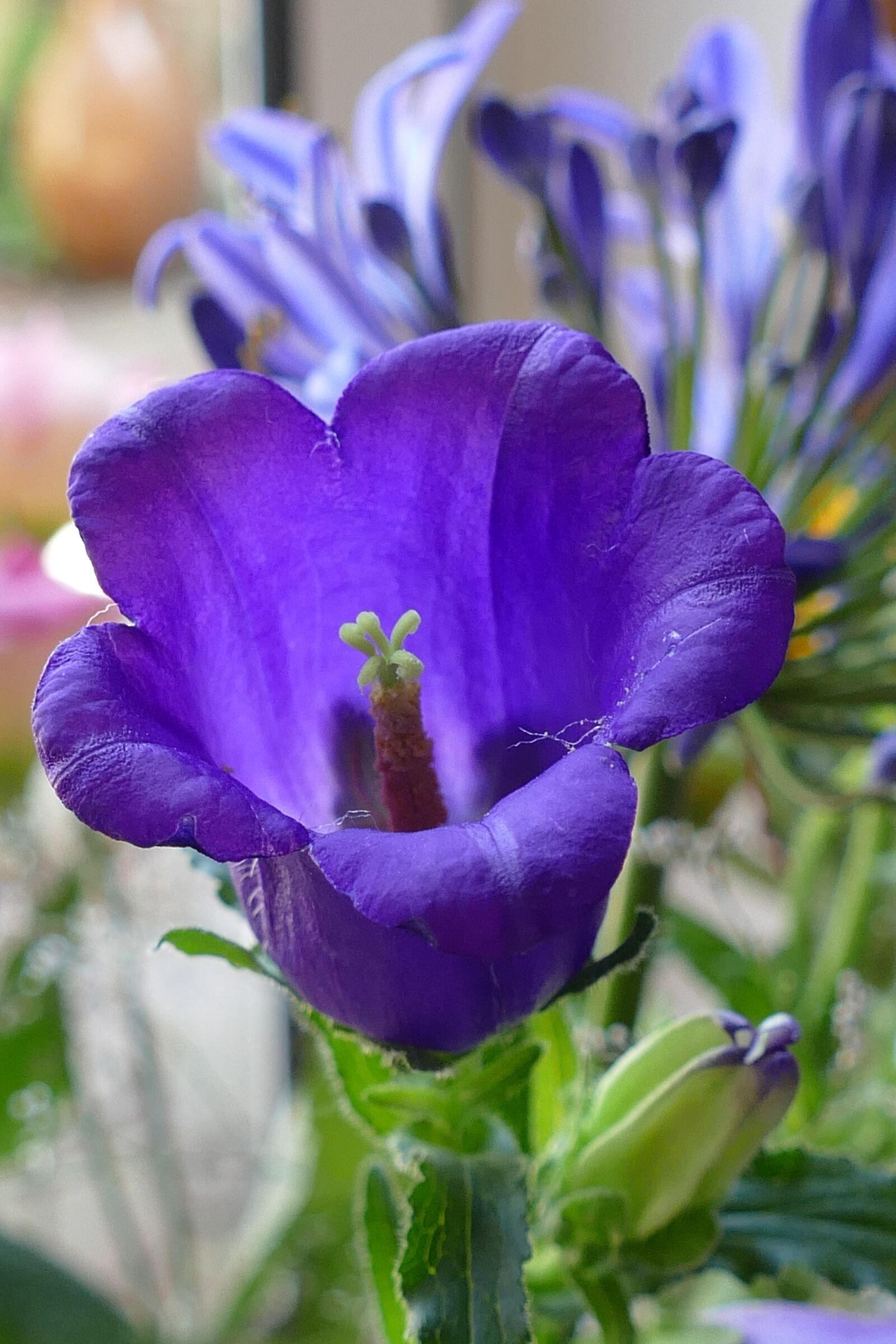 Panasonic Lumix DMC-FZ1000 sample photo. Canterbury bells, campanula medium photography