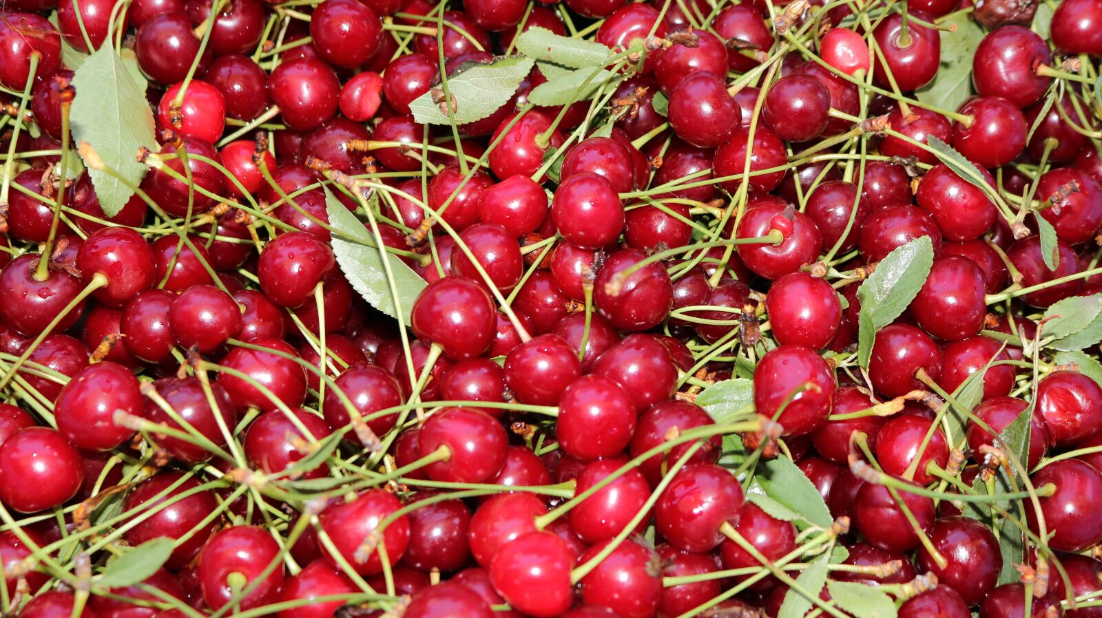 Canon EOS 750D (EOS Rebel T6i / EOS Kiss X8i) sample photo. Cherry, red, fruit photography