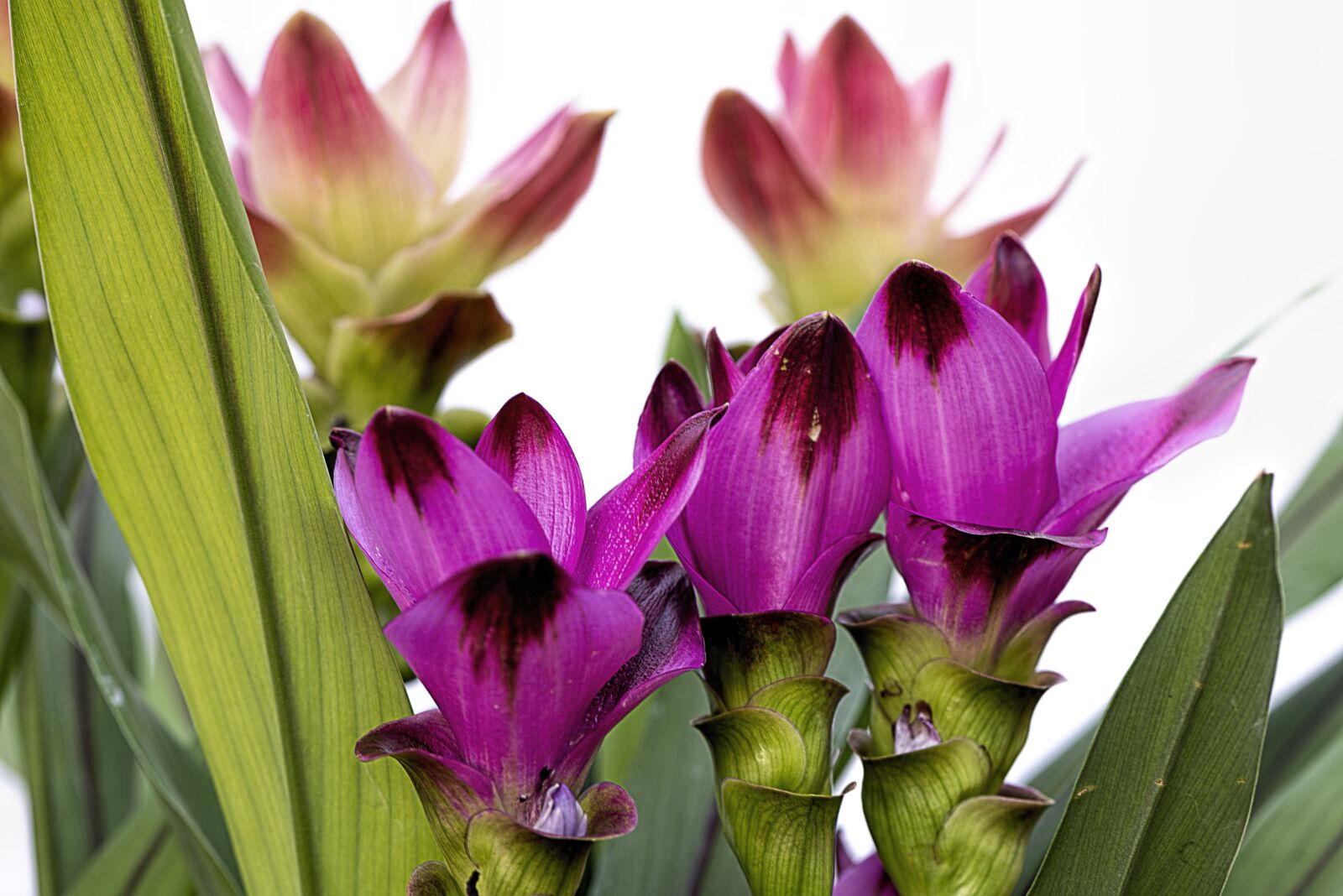 Nikon D610 sample photo. Curcuma, plant, flowers photography