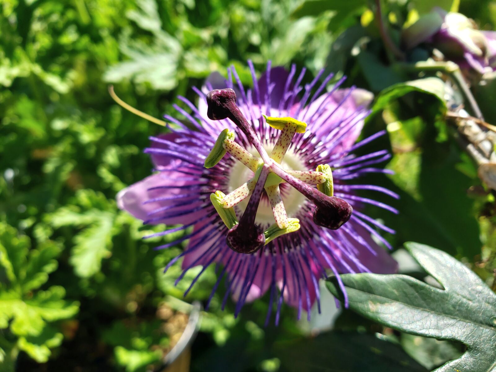Samsung Galaxy S9 sample photo. Flower, purple, stamen photography