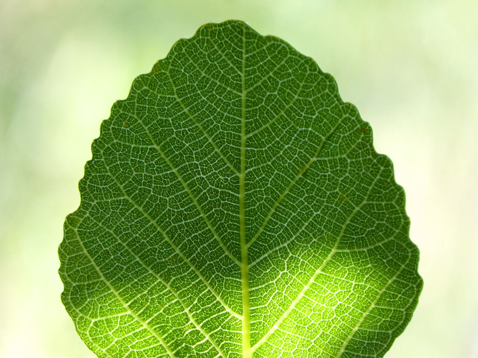 Panasonic DMC-FZ62 sample photo. Leaf, fig tree, ramifications photography