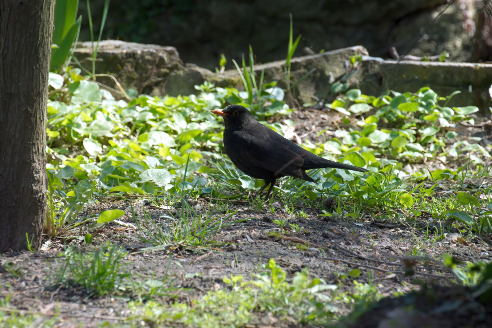 Nikon D5300 sample photo. Bird, only, plumage photography