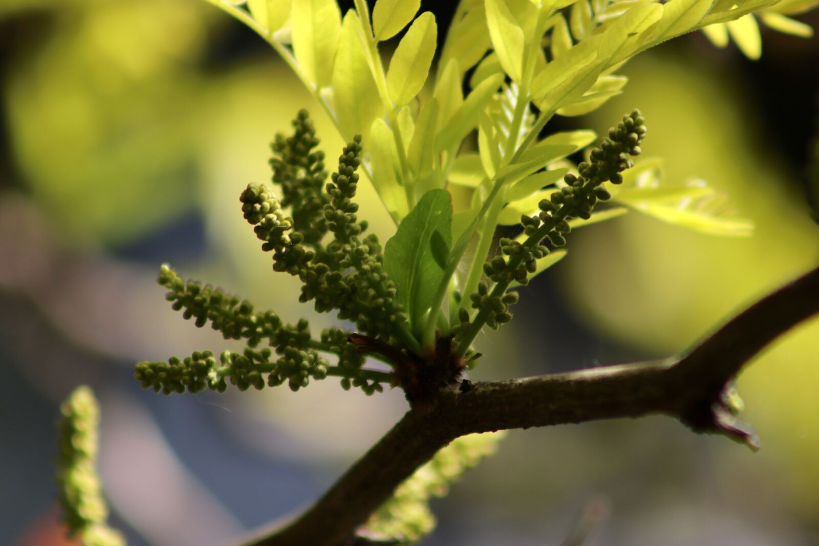 Canon EOS 77D (EOS 9000D / EOS 770D) sample photo. Honey locust, blossom, flowering photography