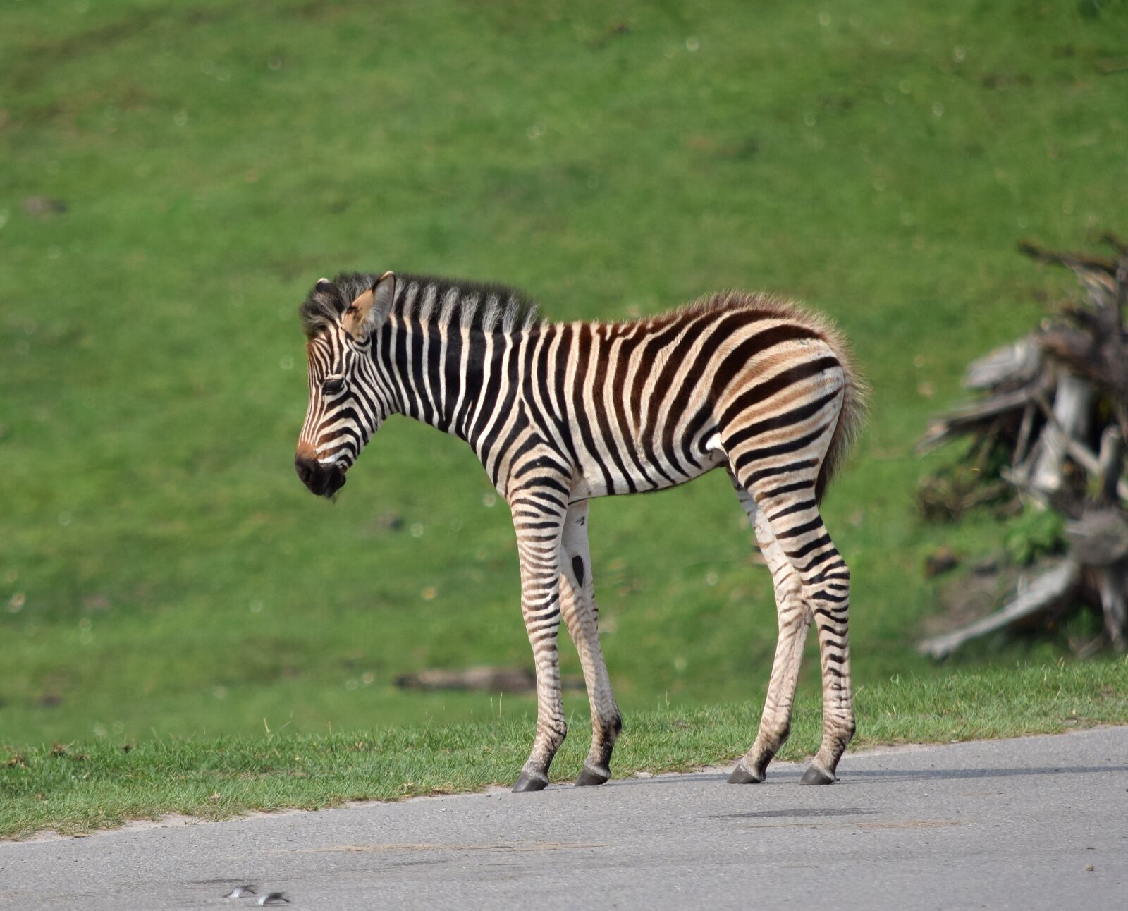 Nikon D5300 sample photo. Zebra, baby, small photography