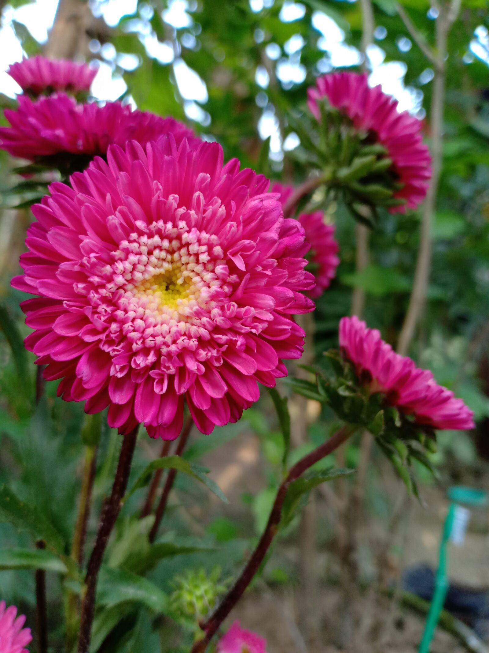 OPPO F9 sample photo. Flowers, flower images, beautiful photography