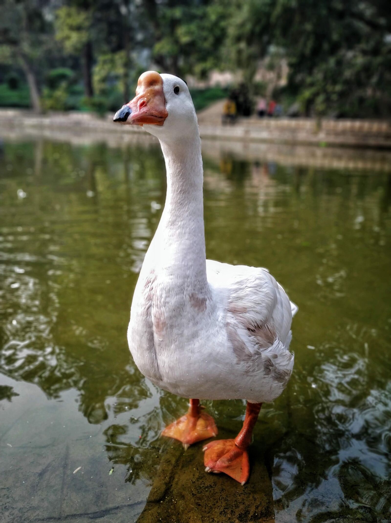 Xiaomi Mi A2 sample photo. Duck, pond, water photography