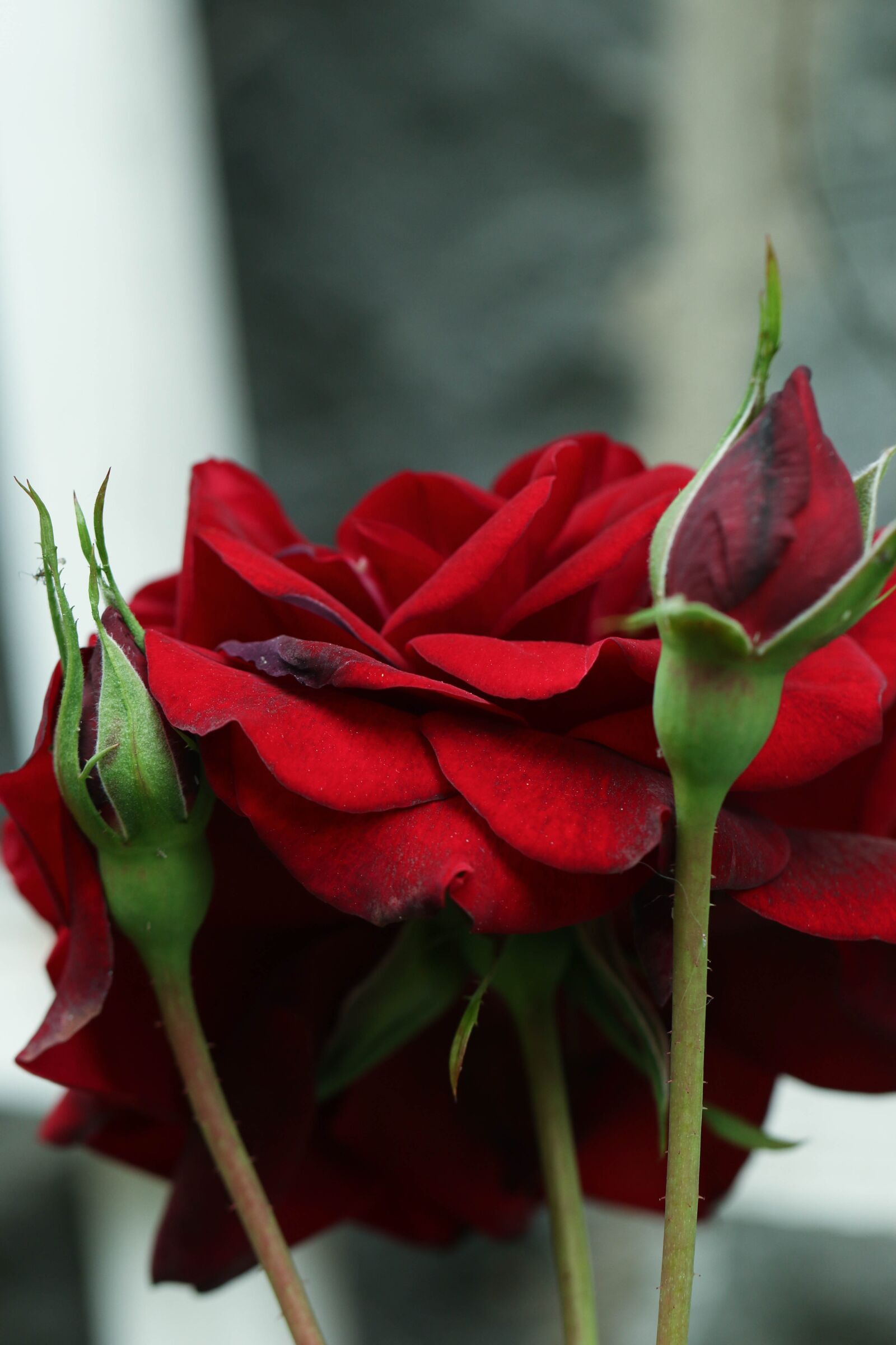 Canon EOS 7D Mark II sample photo. Rose, flower, garden photography