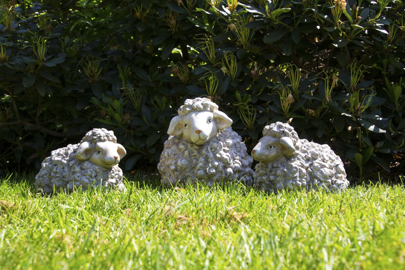 Canon EOS 60D sample photo. Sheep, cute, funny photography