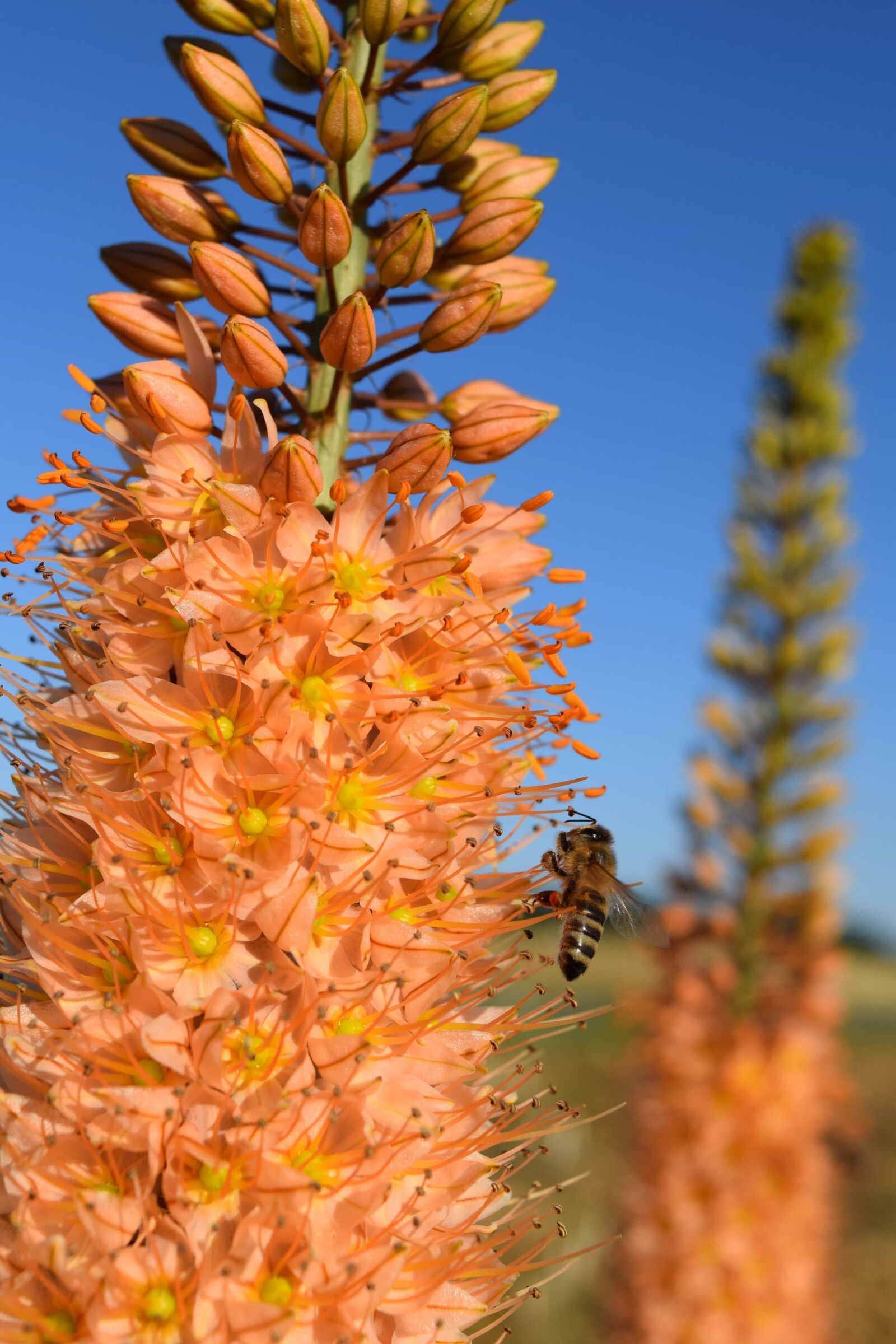 Nikon D3300 sample photo. Nature, summer, flower, flora photography