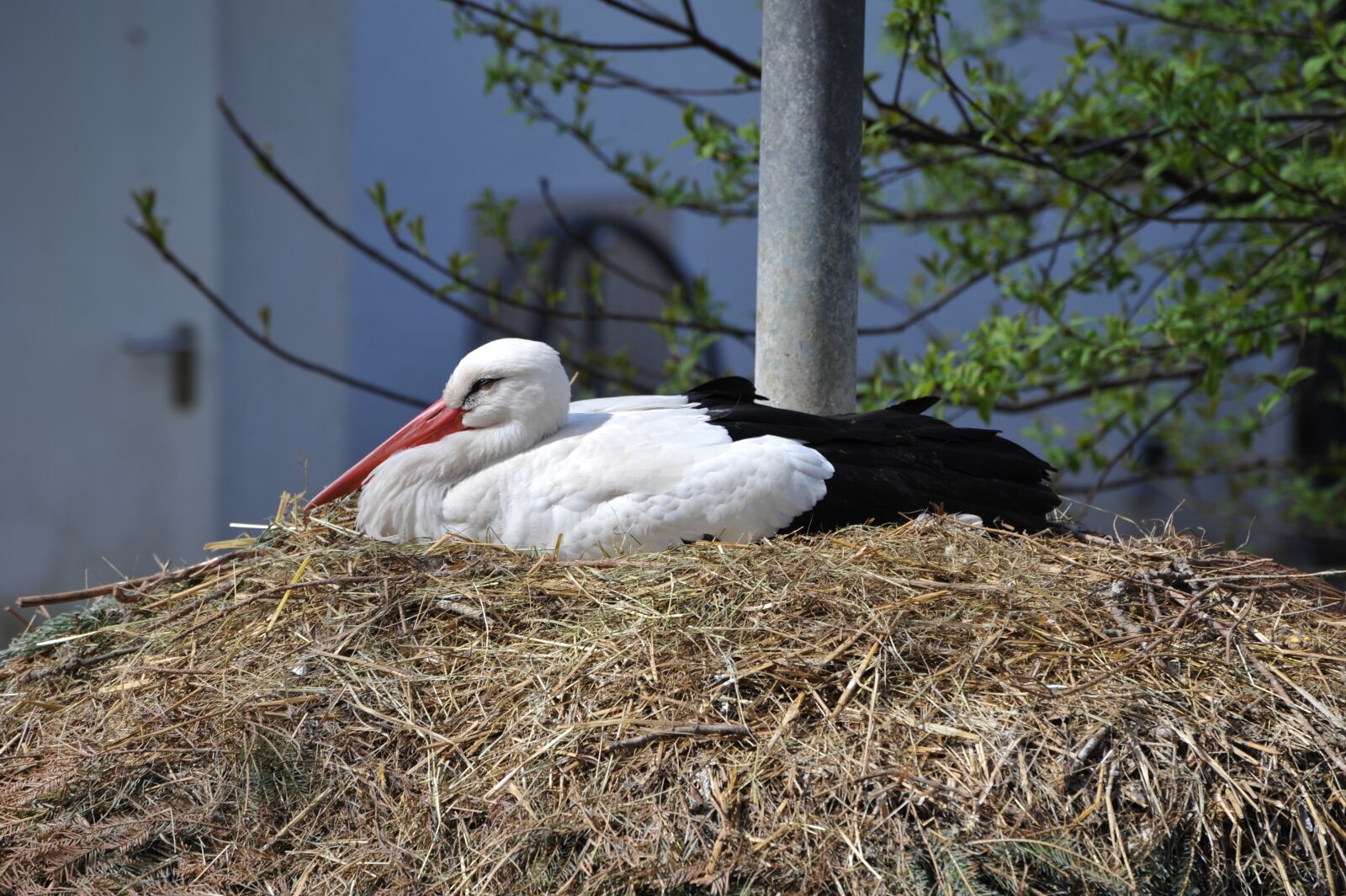 Nikon D700 sample photo. Stork, nest, zoo photography