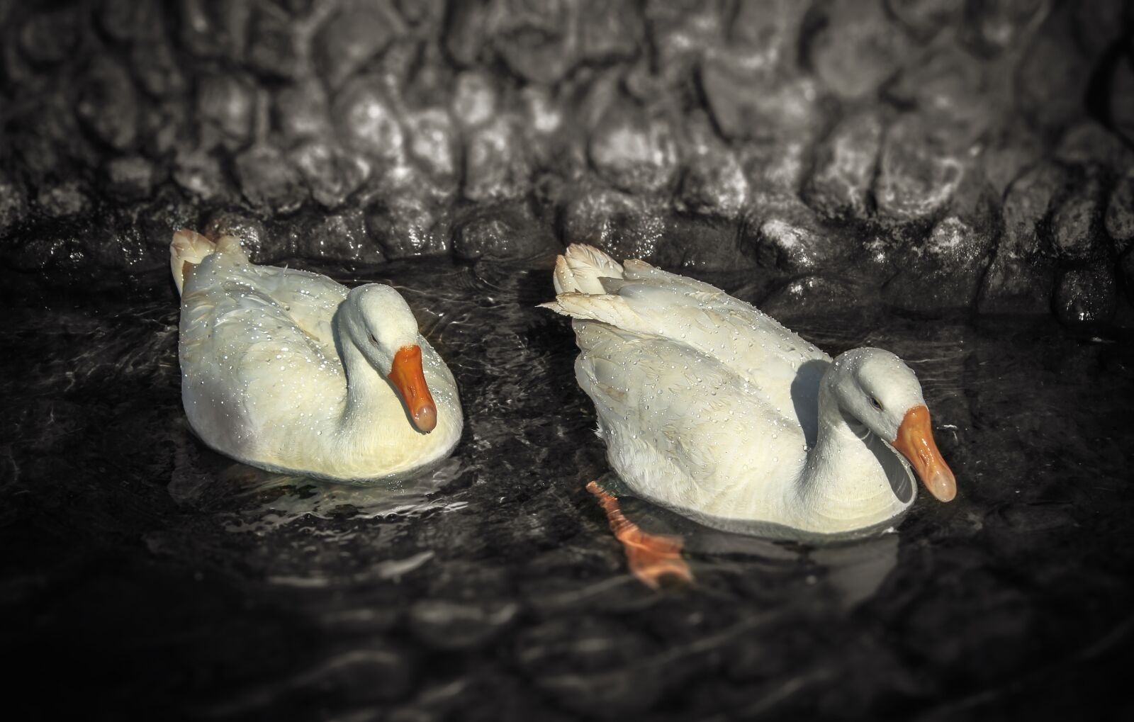 Canon EOS 700D (EOS Rebel T5i / EOS Kiss X7i) sample photo. Animal, animal photography, duck photography