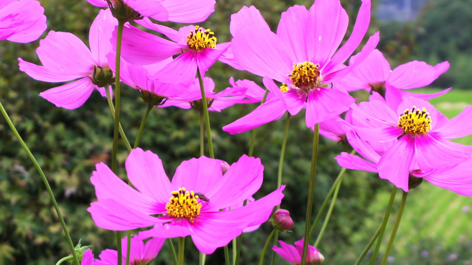 Pentax Q10 sample photo. Flower photography