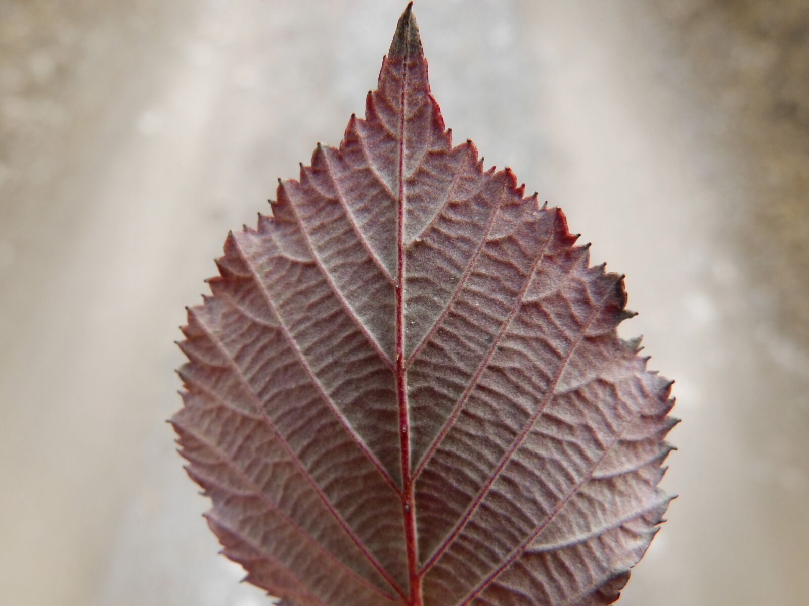 Panasonic DMC-FZ62 sample photo. Leaf, blackberry, red leaf photography