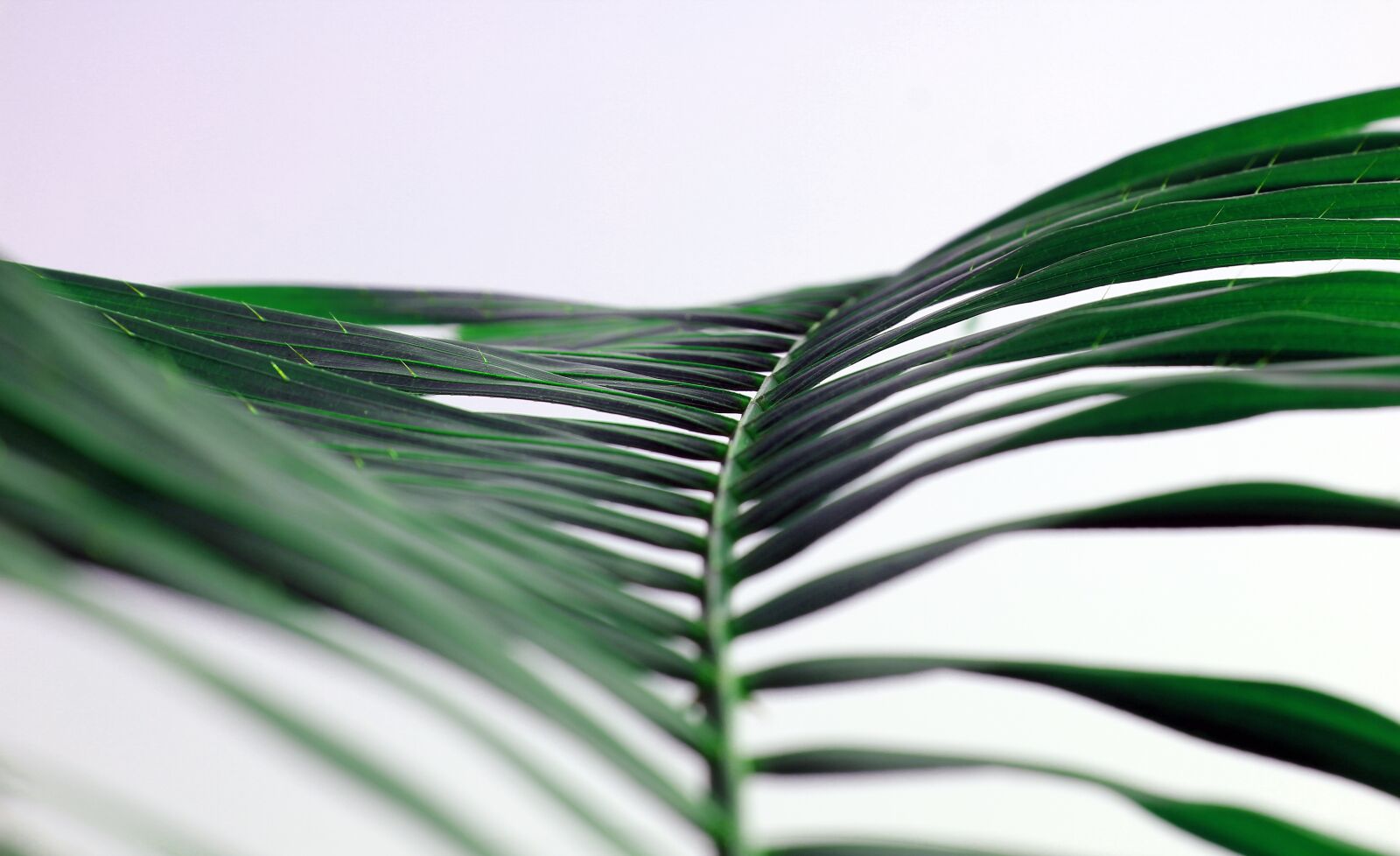 Canon EOS 60D sample photo. Nature, green, tree photography