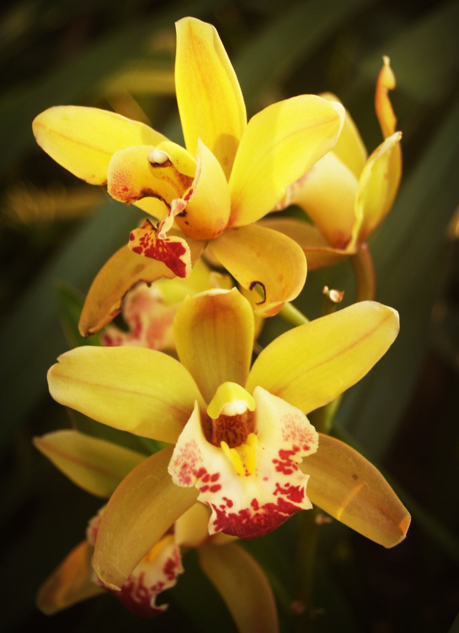 Olympus E-300 (EVOLT E-300) sample photo. Flower, orchid, tropical photography