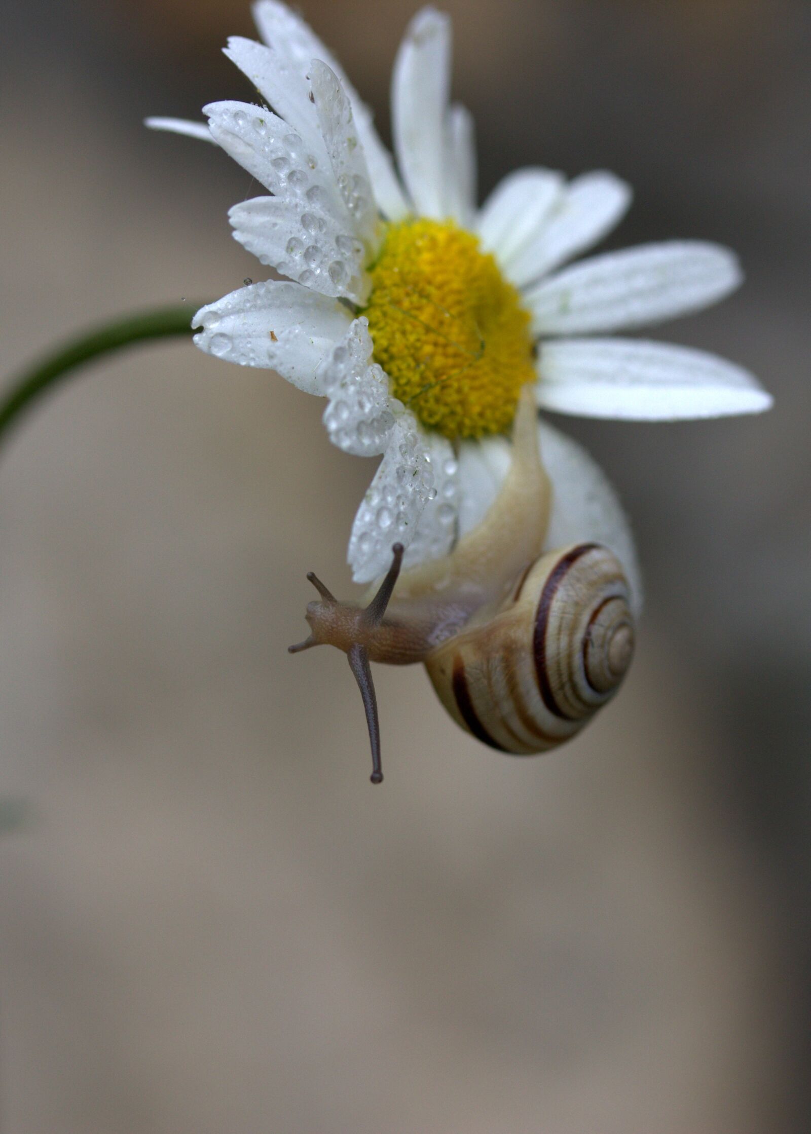 Canon EF-S 60mm F2.8 Macro USM sample photo. Snail, daisy, petals photography