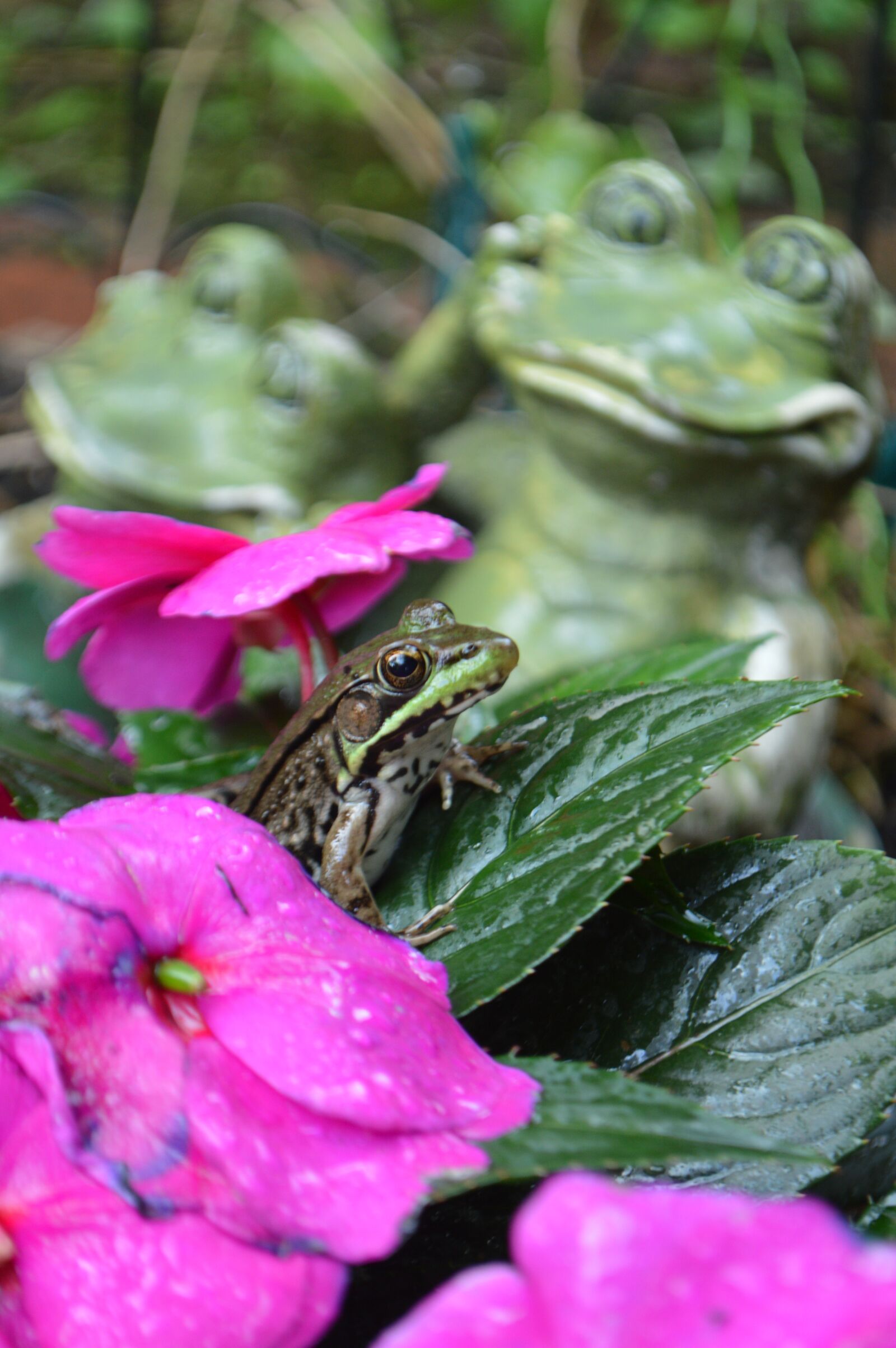 Nikon D3200 sample photo. Frog, frogs, green photography