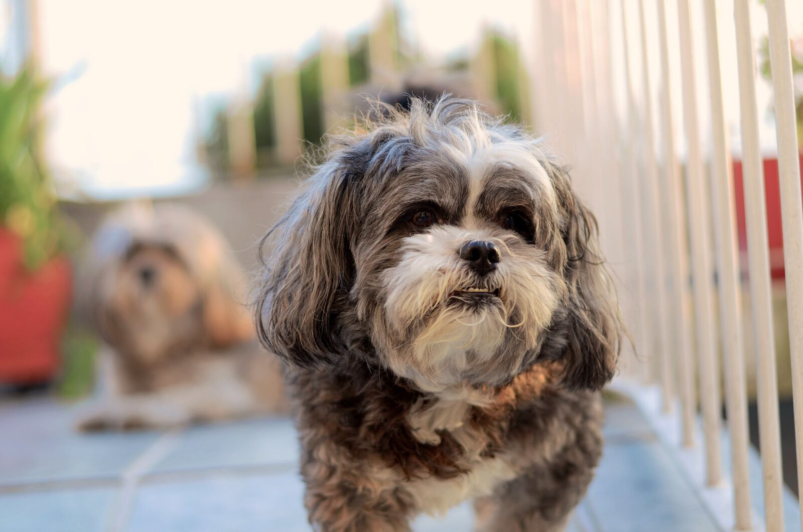 Nikon D7000 sample photo. Dog, animal, pet animal photography