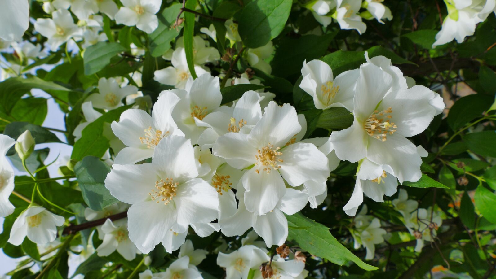 Panasonic Lumix DMC-FZ1000 sample photo. Jasmine, flowers, spring photography