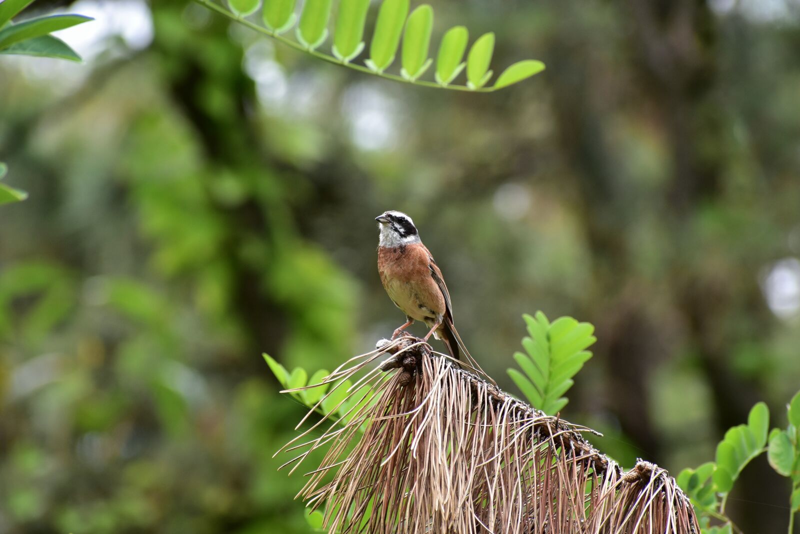 Nikon D7200 sample photo. Animal, forest, wood photography