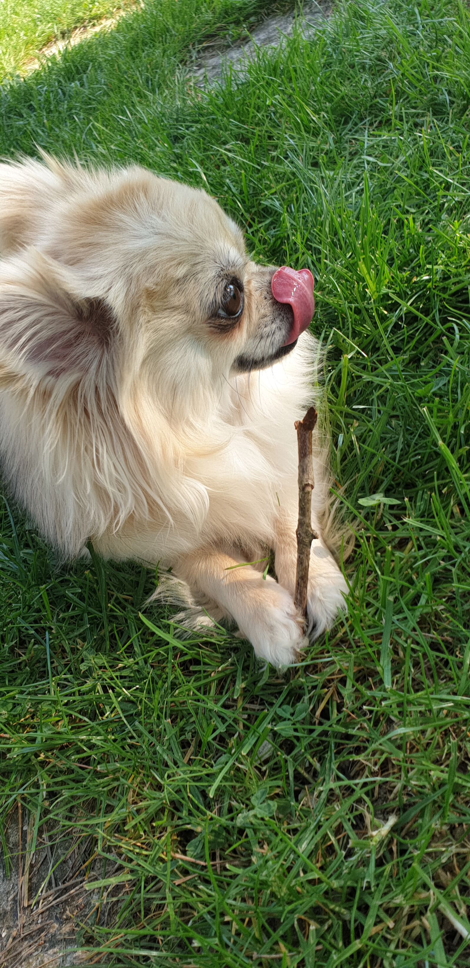 Samsung Galaxy Note9 sample photo. Dog, fart, nature photography